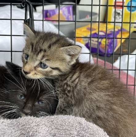 Two kittens, one gray and one black, inside a cage, resting on a soft towel.
