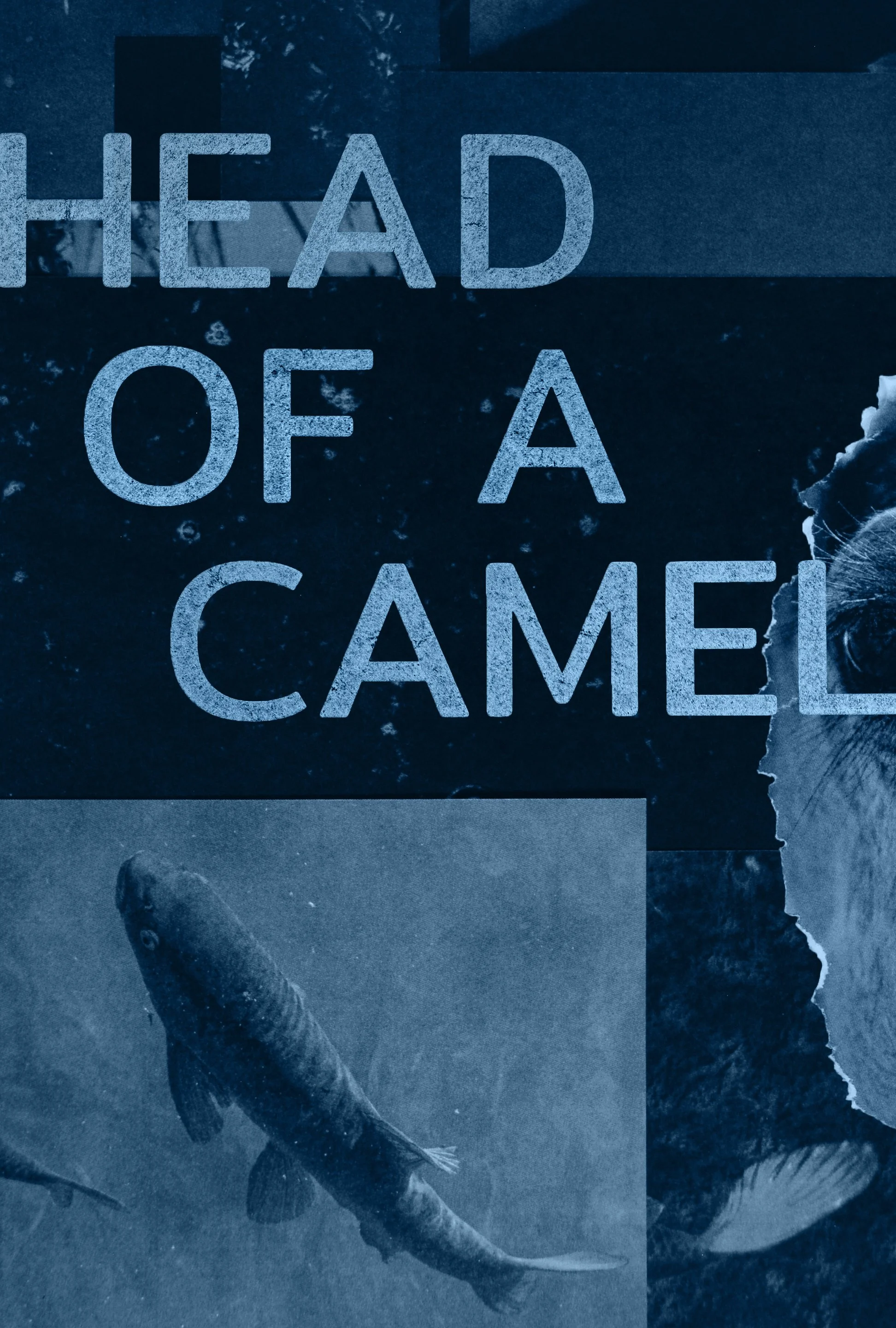 Film poster: A collage featuring the words 'HEAD OF A CAMEL' overlaid on a background with a carp and a sliver of a camel's head, all in black and white, with a blue tone.