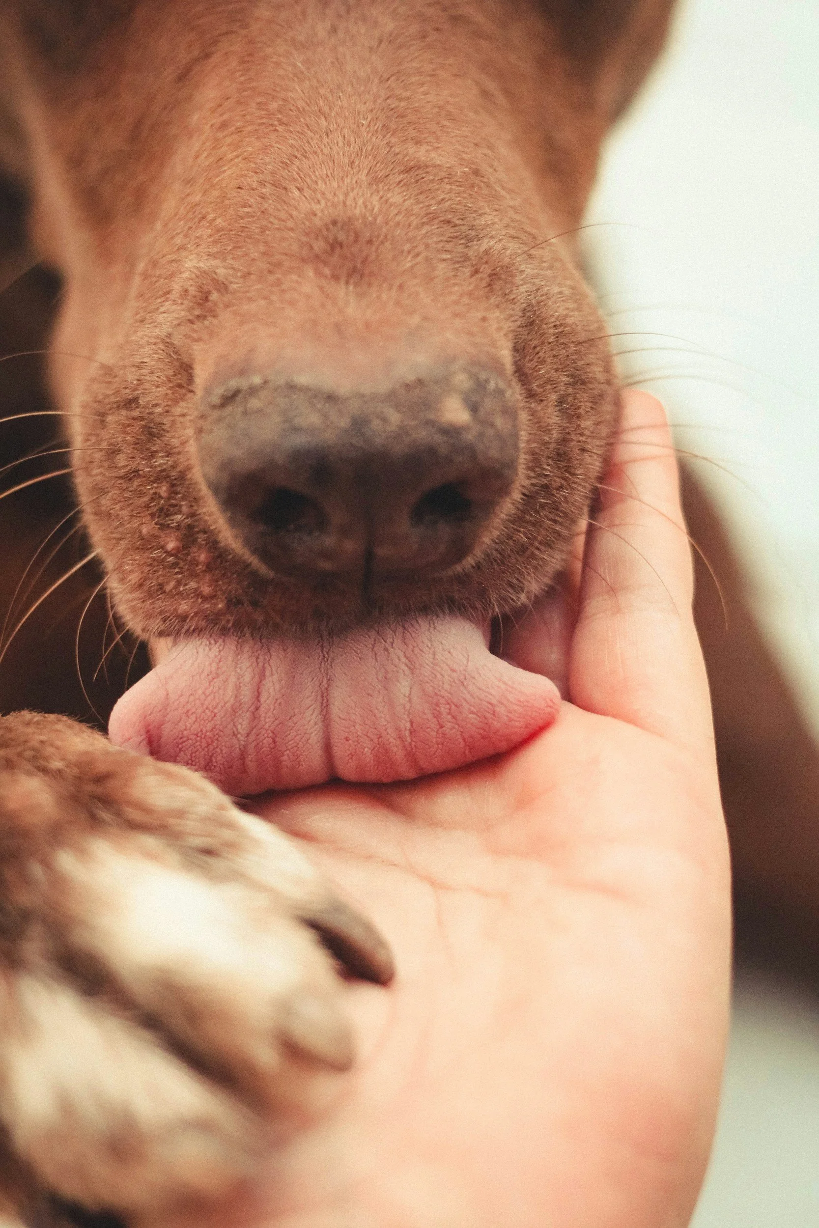 Close-up of a dog's face with a person gently holding its chin. The dog's nose and part of its tongue are visible.