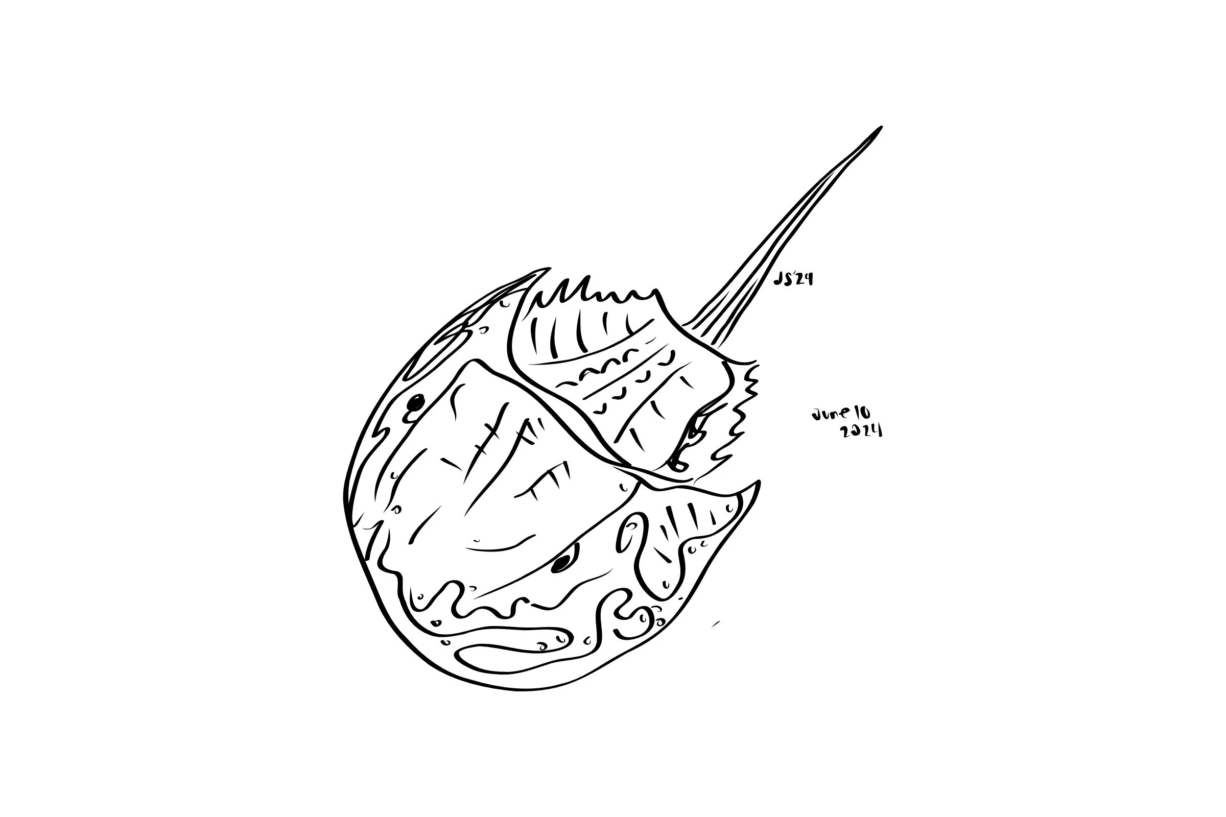 hoseshoe crab.jpg