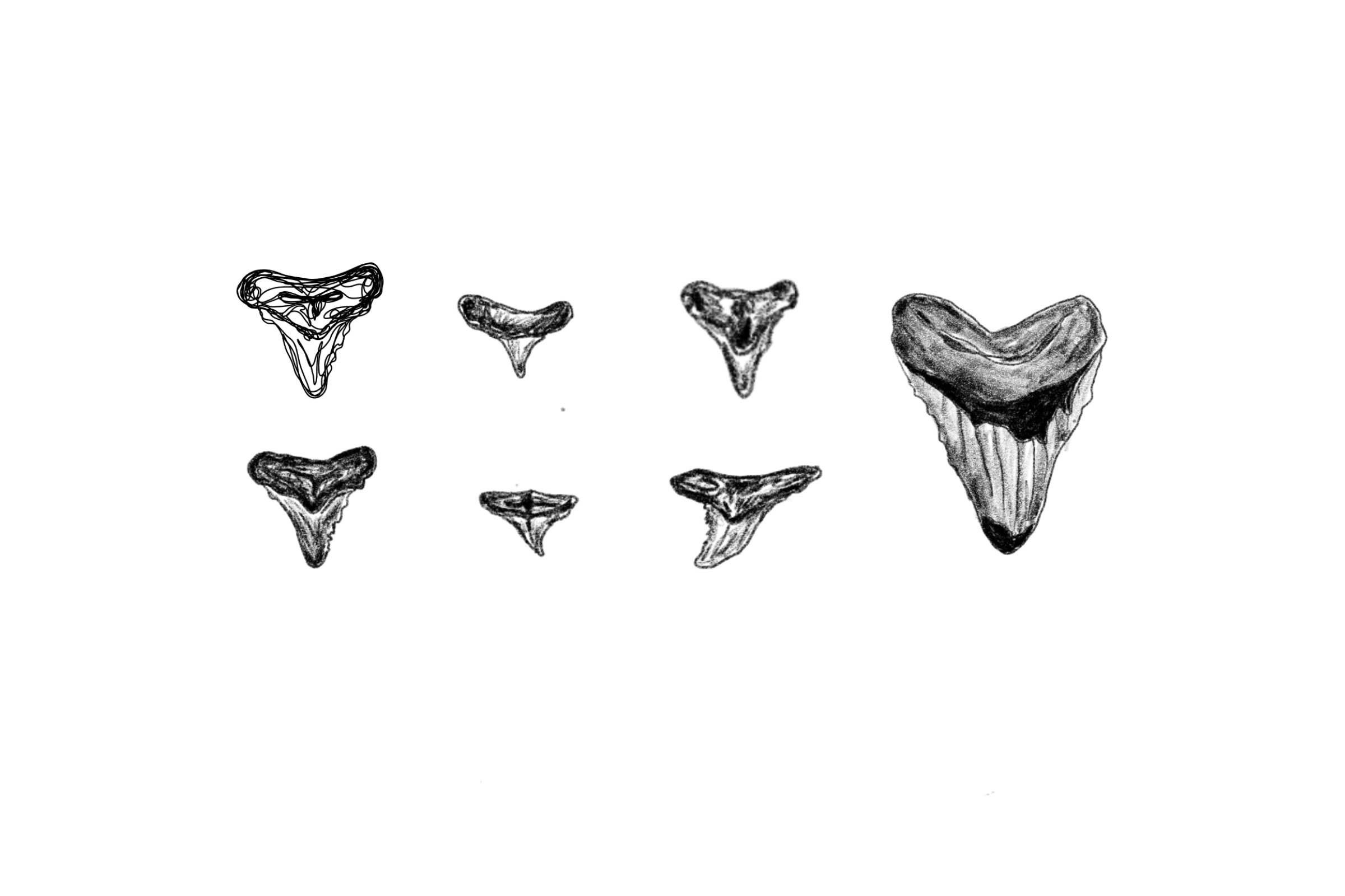 Sharktoothtats march8 2023.jpg