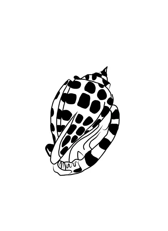 CHECKERED SHELL FINAL.jpg