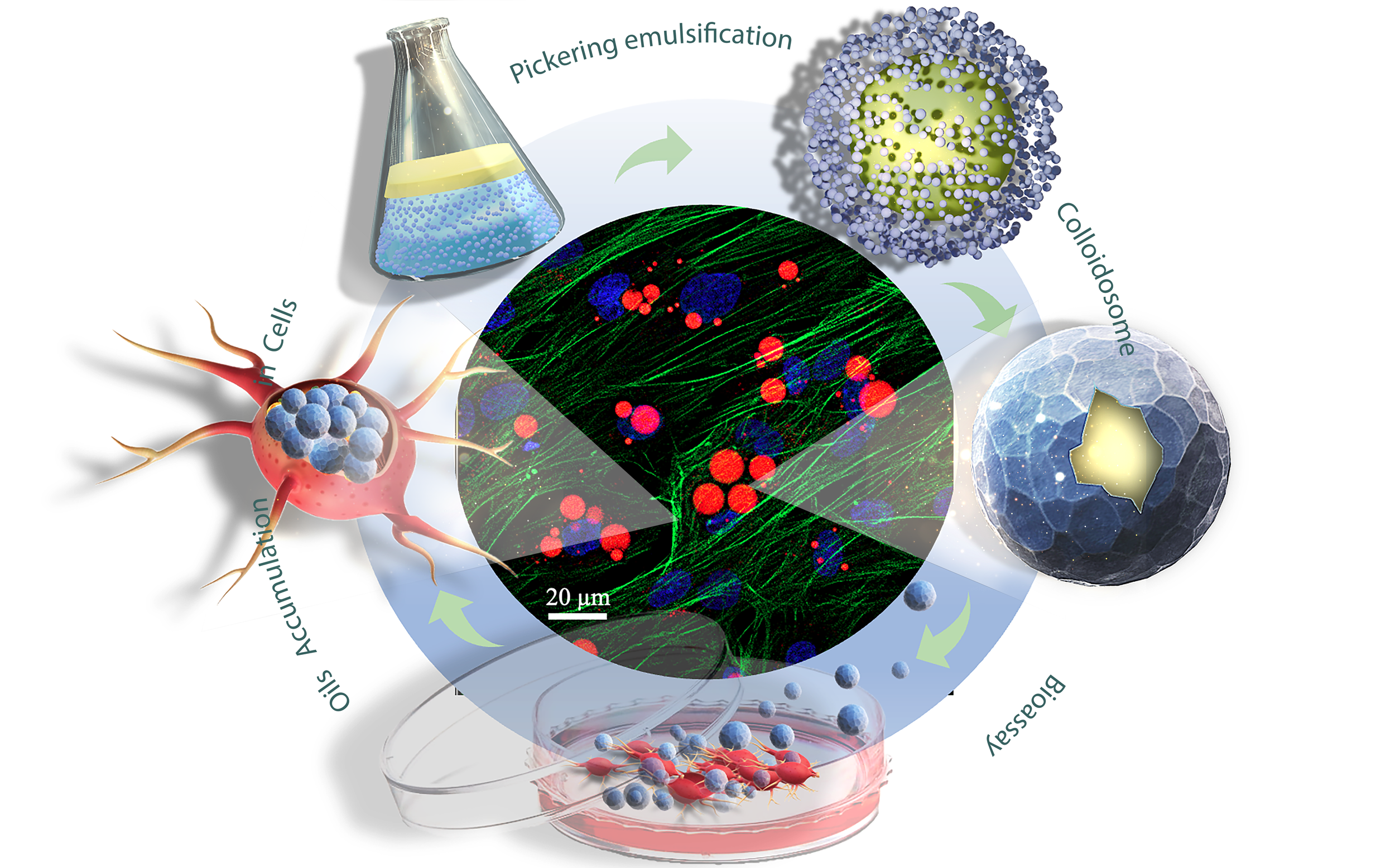 Scientific graphical abstract illustrating soy protein colloidosomes for oil delivery to bovine satellite cells