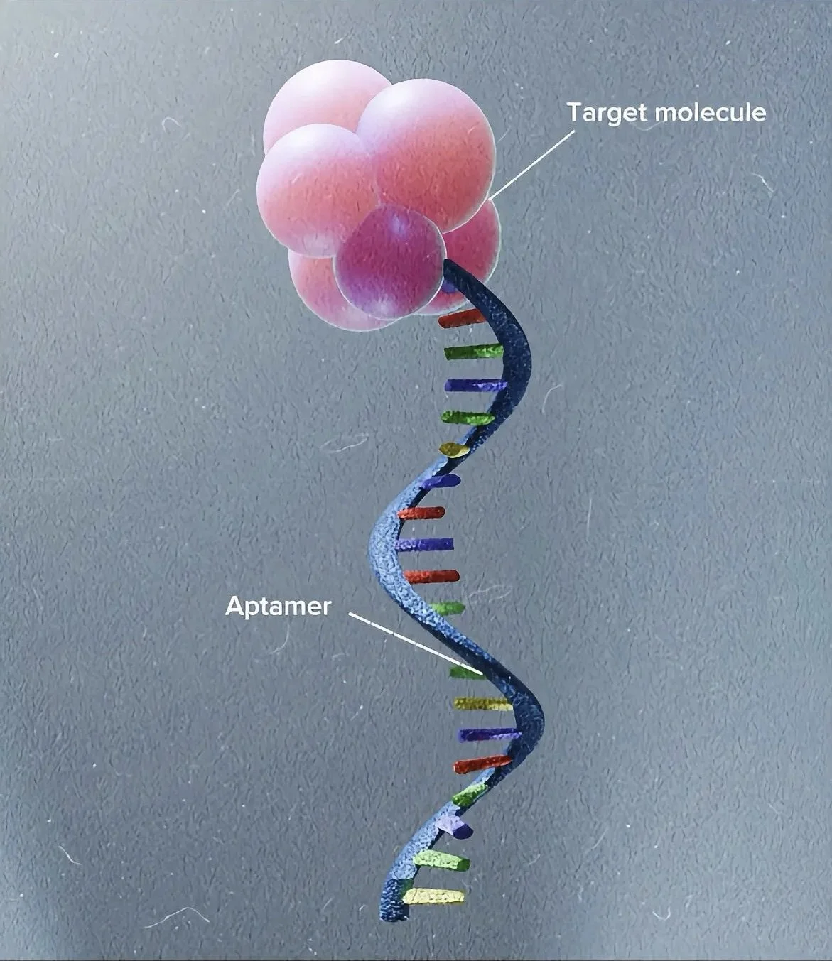 biosensor
