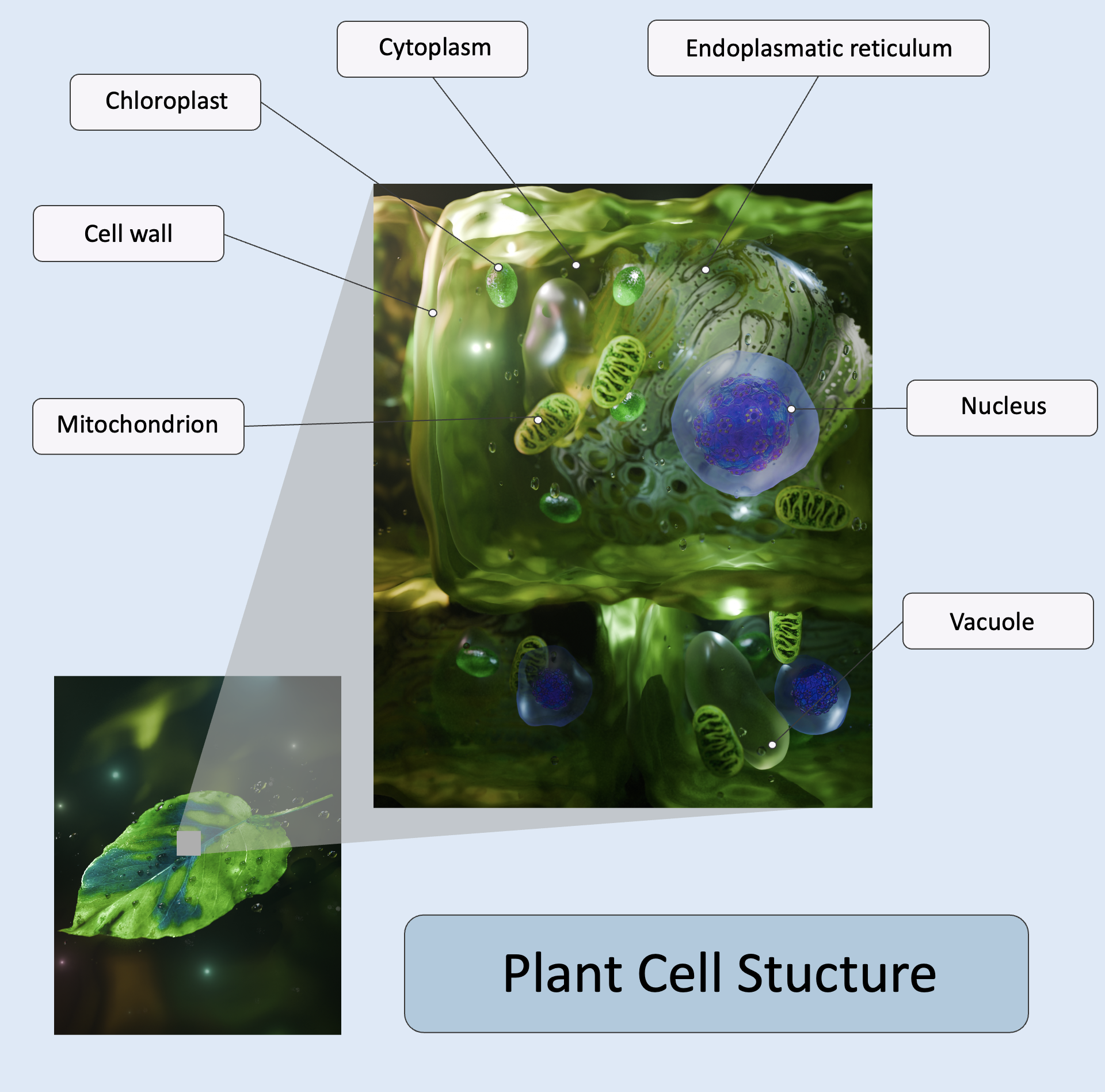Plant cell structure 1.png