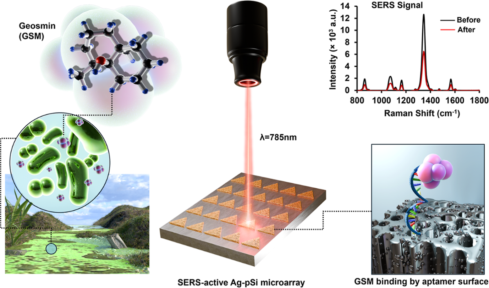 This graphical abstract illustrates a rapid and highly sensitive SERS based microarray for detecting geosmin, a compound associated with cyanobacterial activity and off flavors in water. The sensing platform combines porous silicon, silver nanopartic