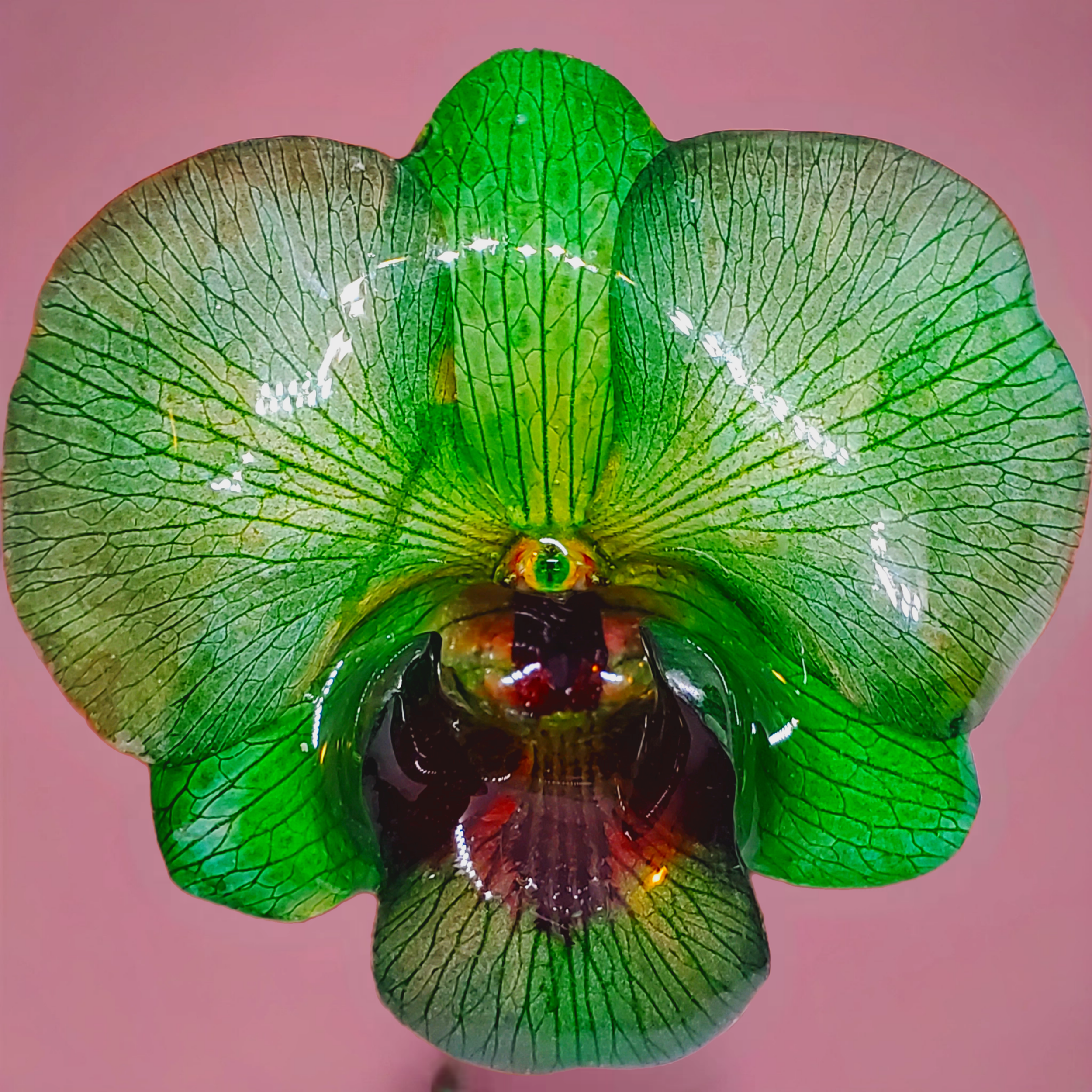 Bazaart_20260518_114458_036.png (Copy)