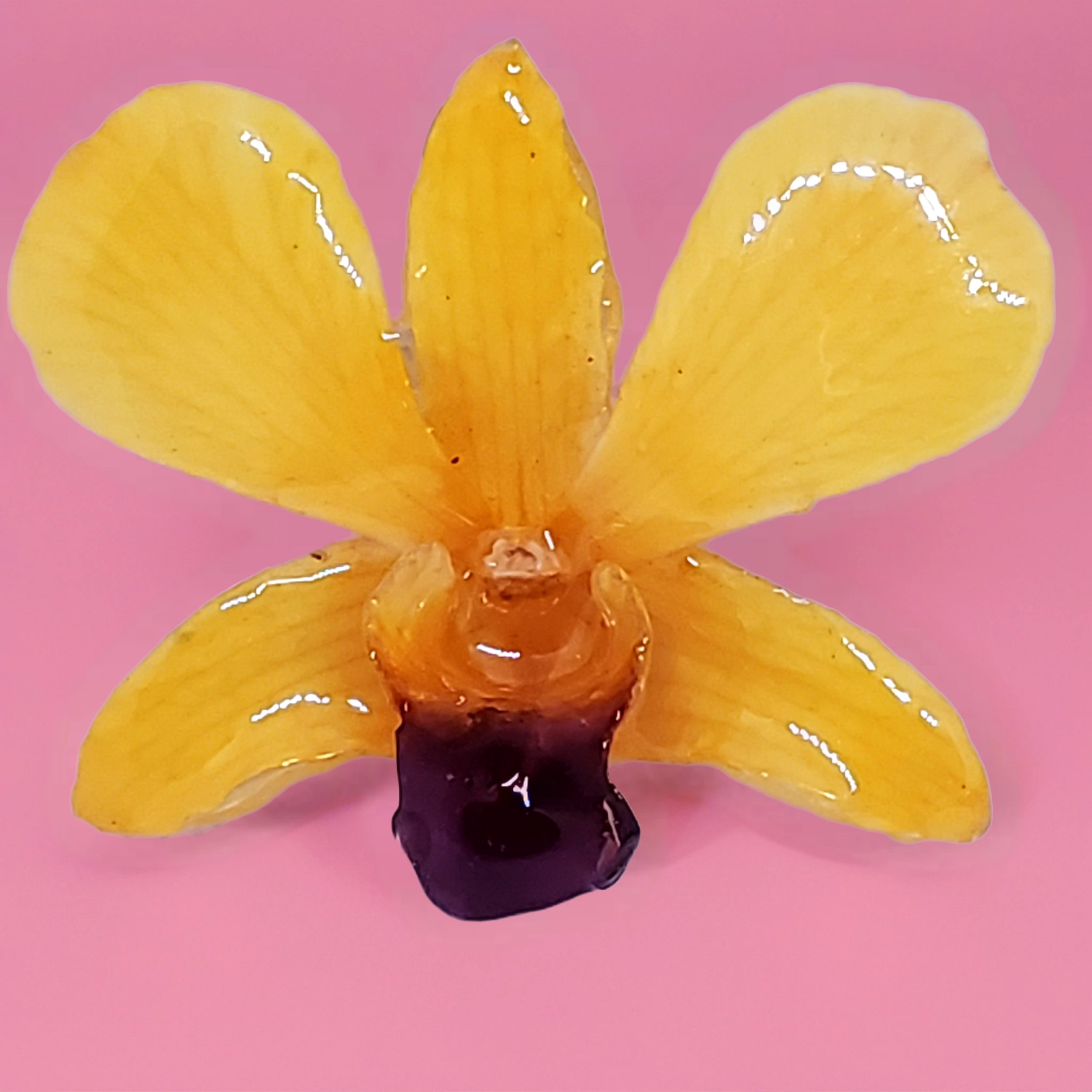 Bazaart_20260519_110110_589.png (Copy)
