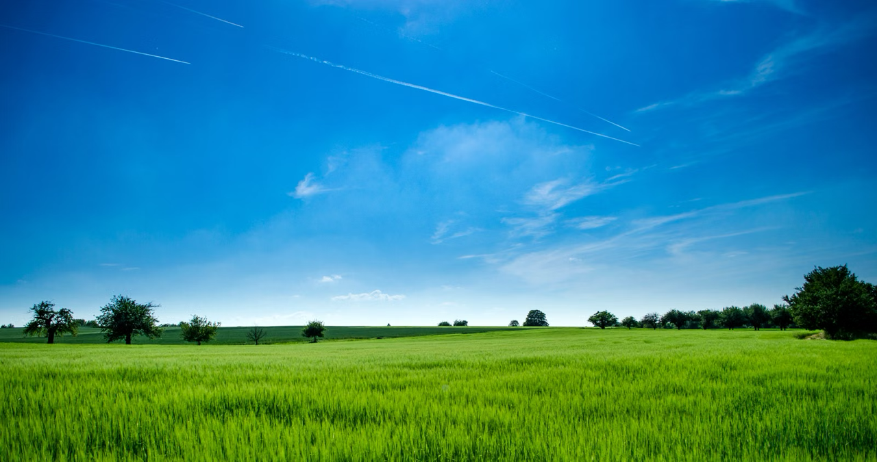 Bright green field with a row of evenly spaced trees and a clear blue sky with a few clouds and contrails.
