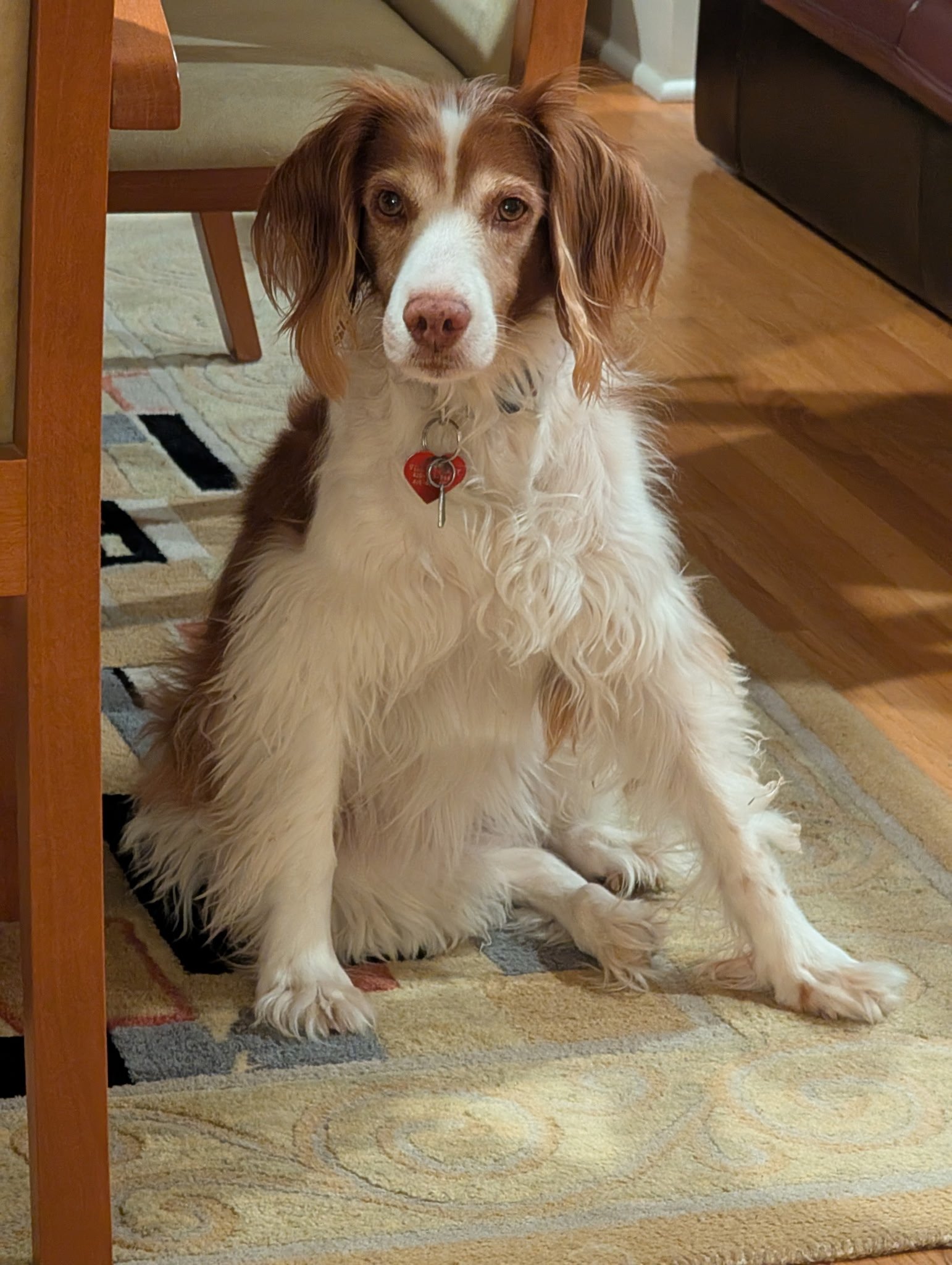 Violet, a Brittany Spaniel dog with red and white coloring, sits in the Hart's ding room