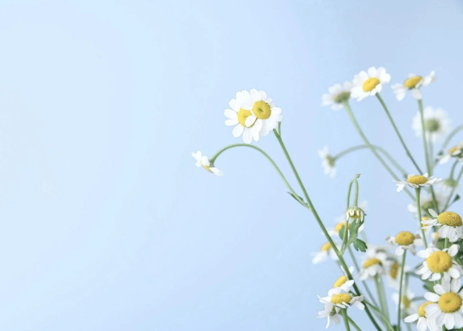 Perimenopause Therapy