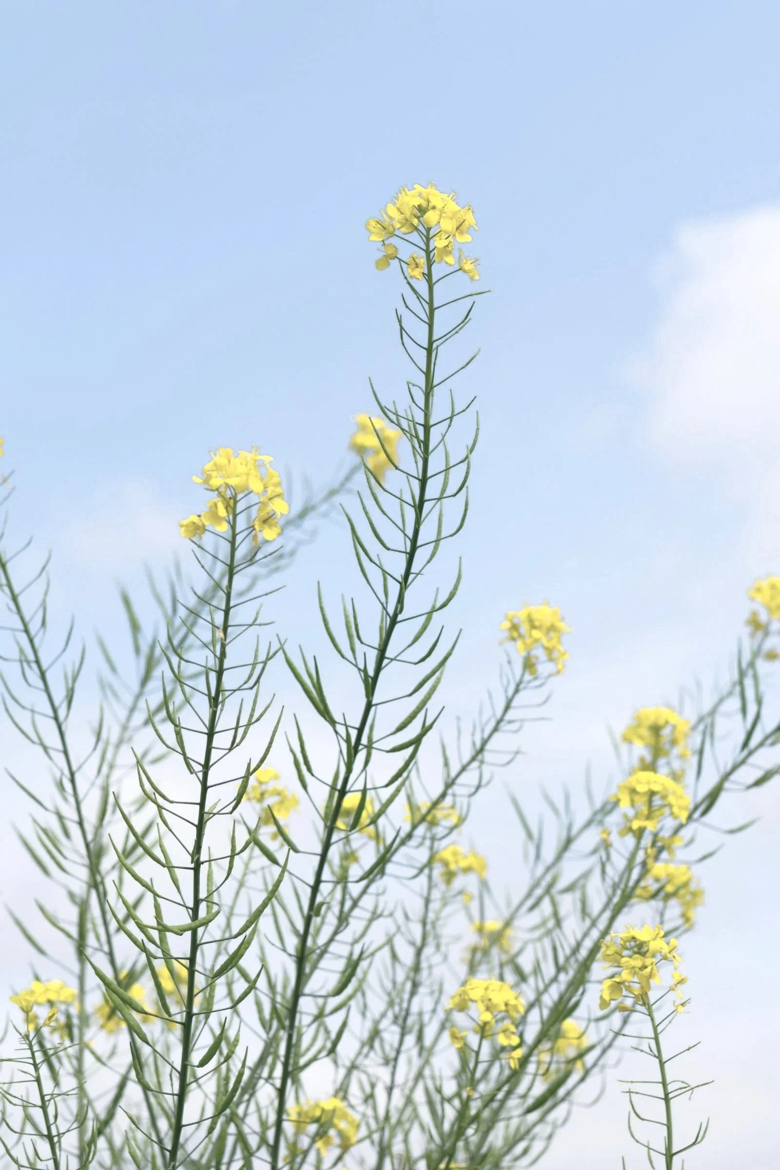 Flowers against a blue sky to evoke peace and calm.