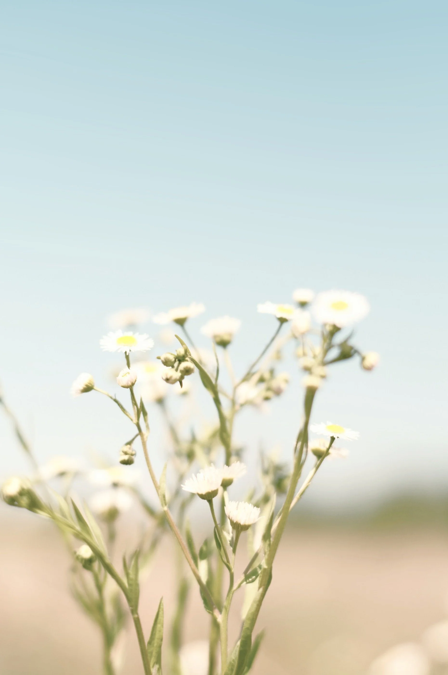 Flowers on the beach