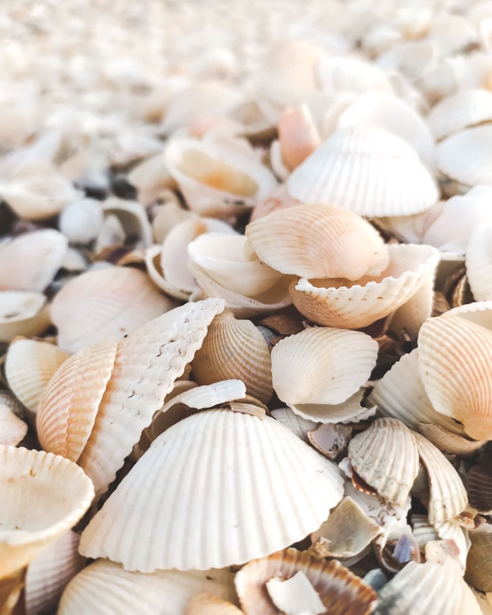 Seashells depicting calm, trauma-informed therapy