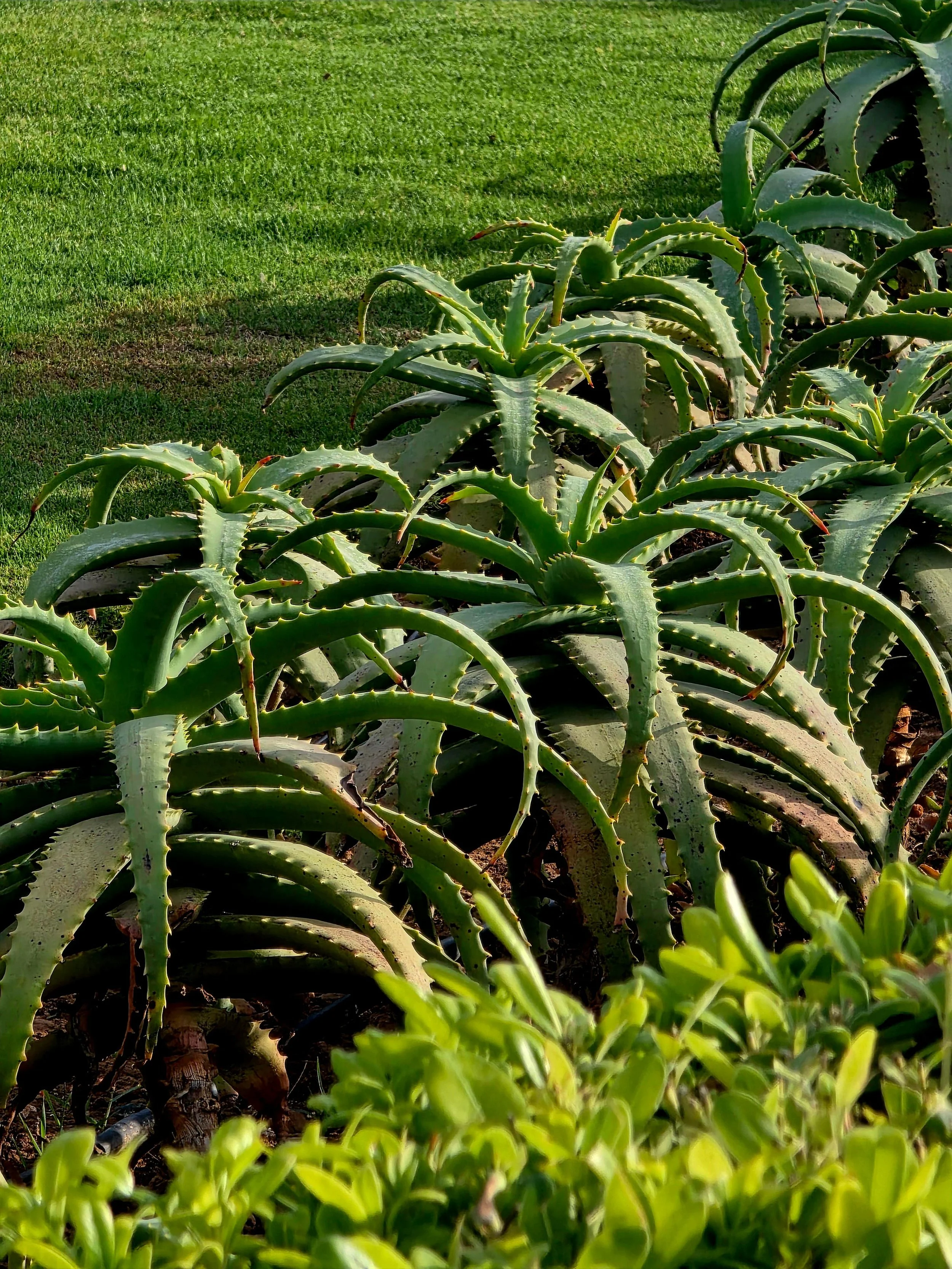 Staggered row of aloe plants in a garden with green grass to the left of the plants