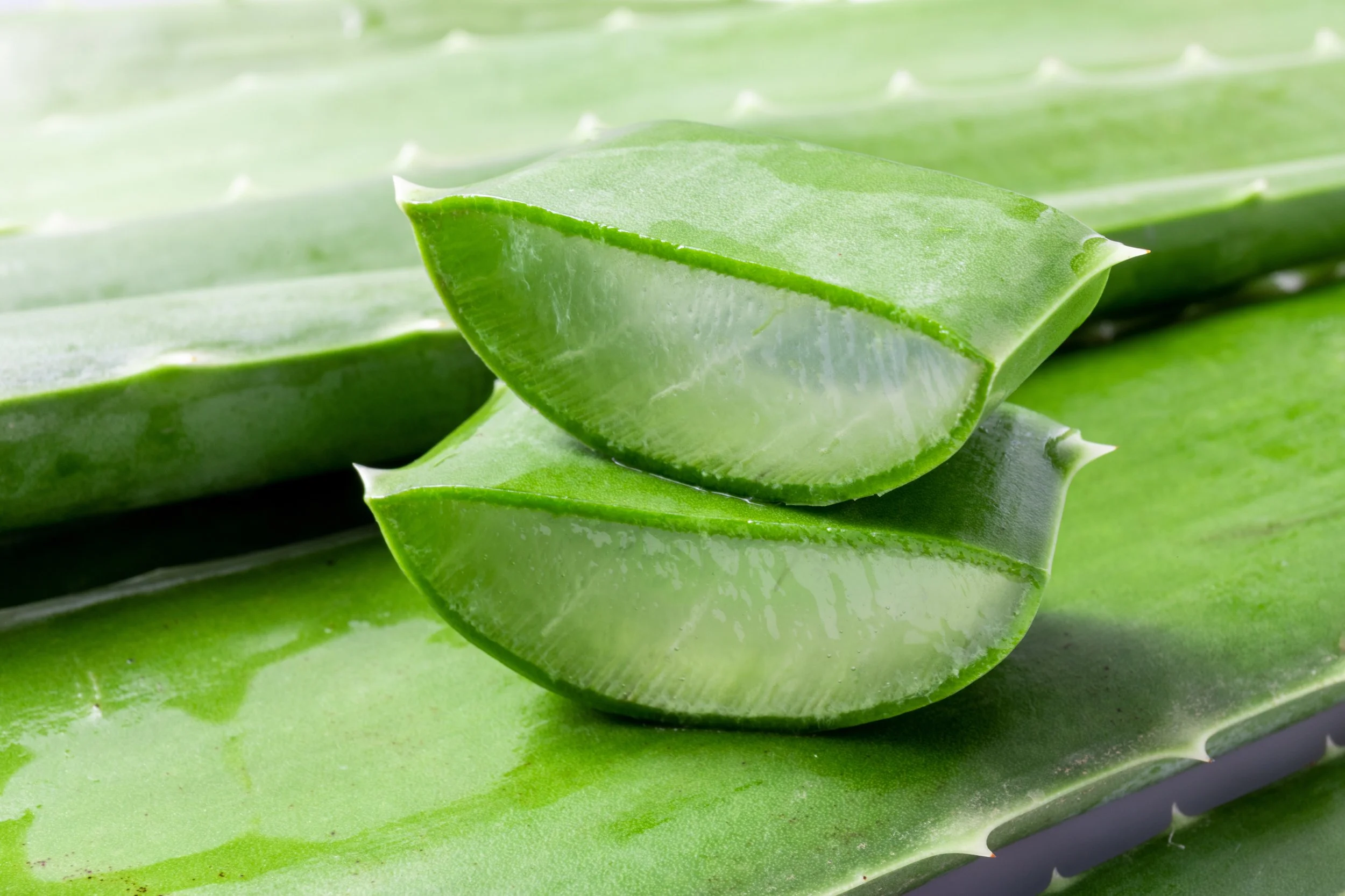 Cross-section of aloe plant leaves