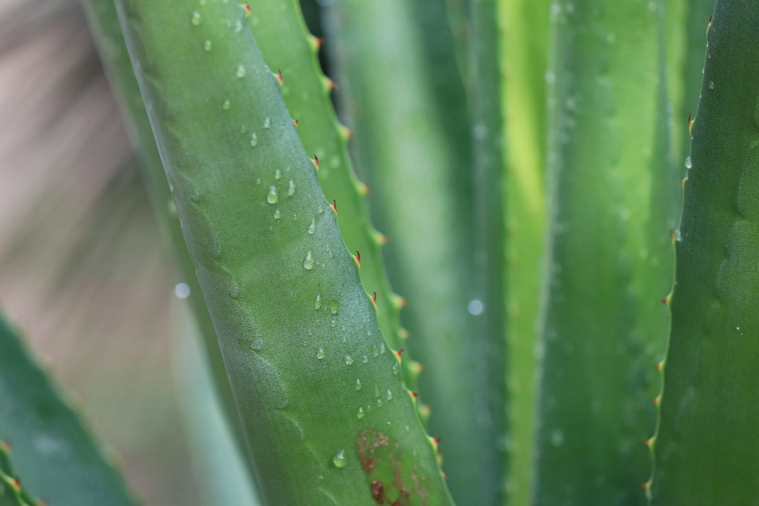 Close-up of pure aloe leaves on a plant with dewdrops across the leaves showing the clean and natural property of aloe..