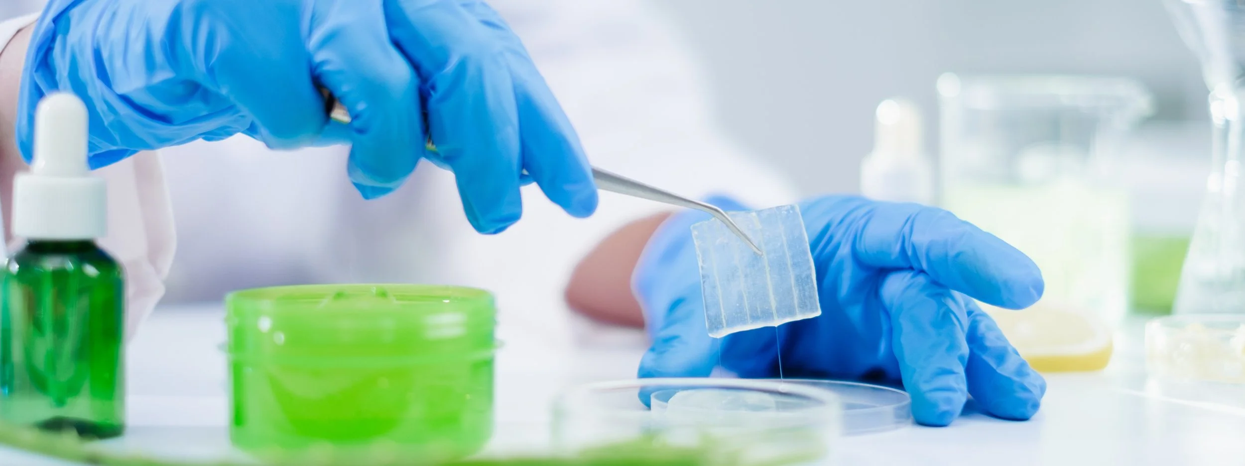 Gloved hands in a laboratory lifting a piece of aloe with tweezers for testing.
