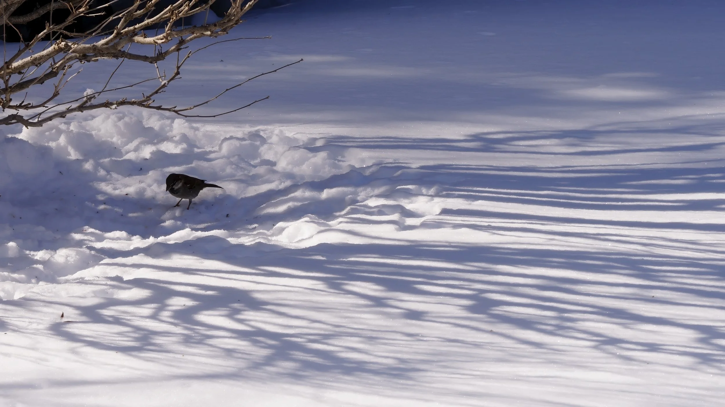 _DSC0219.jpg