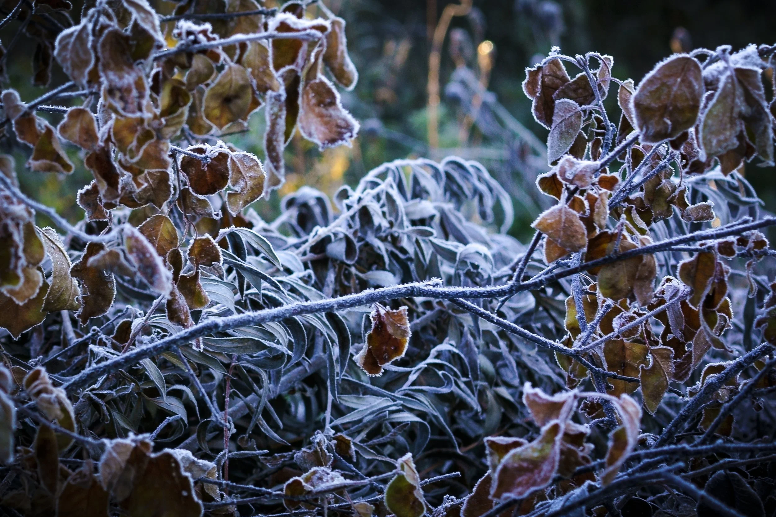 _DSC3686.jpg