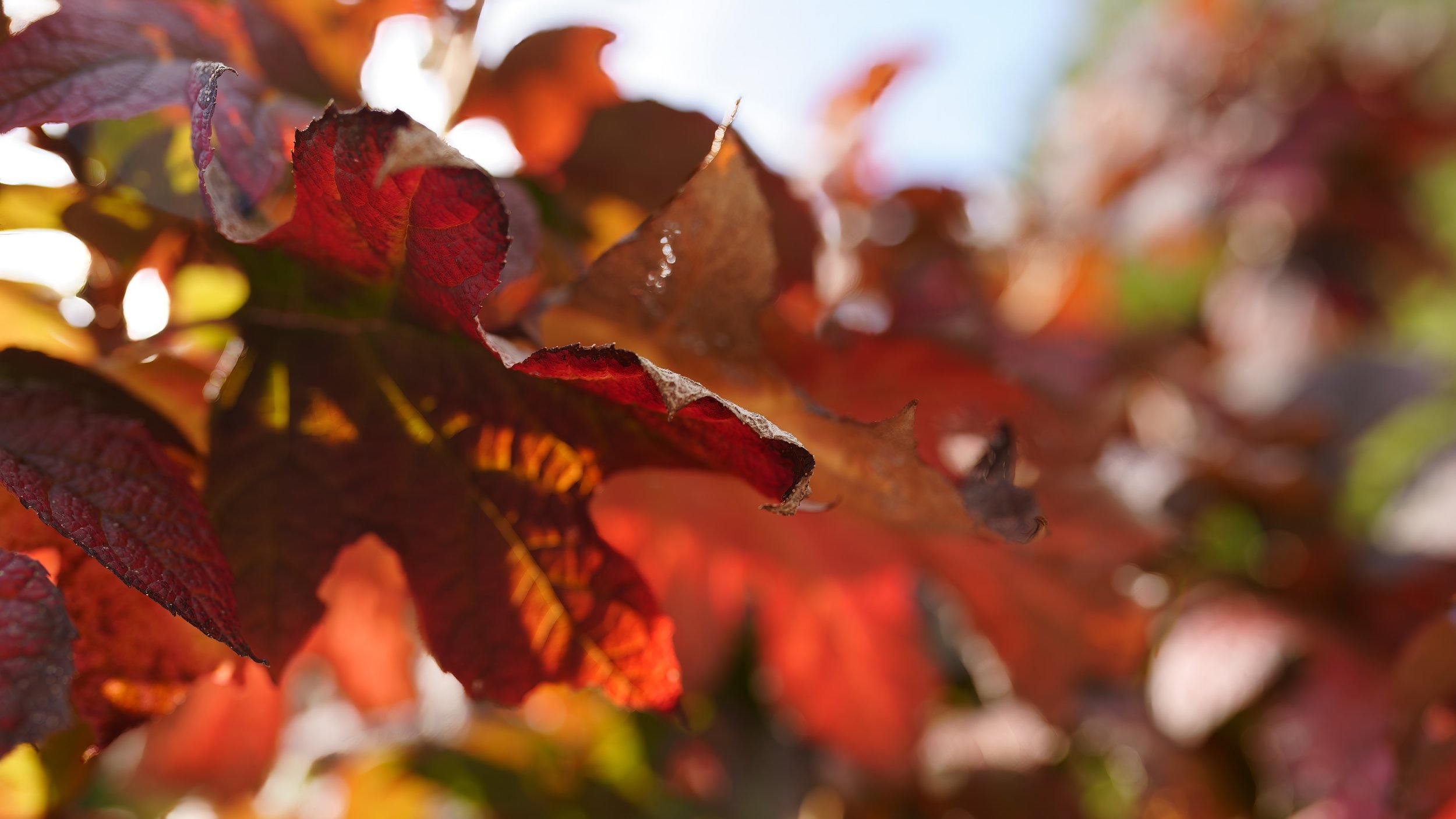 _DSC6877.jpg