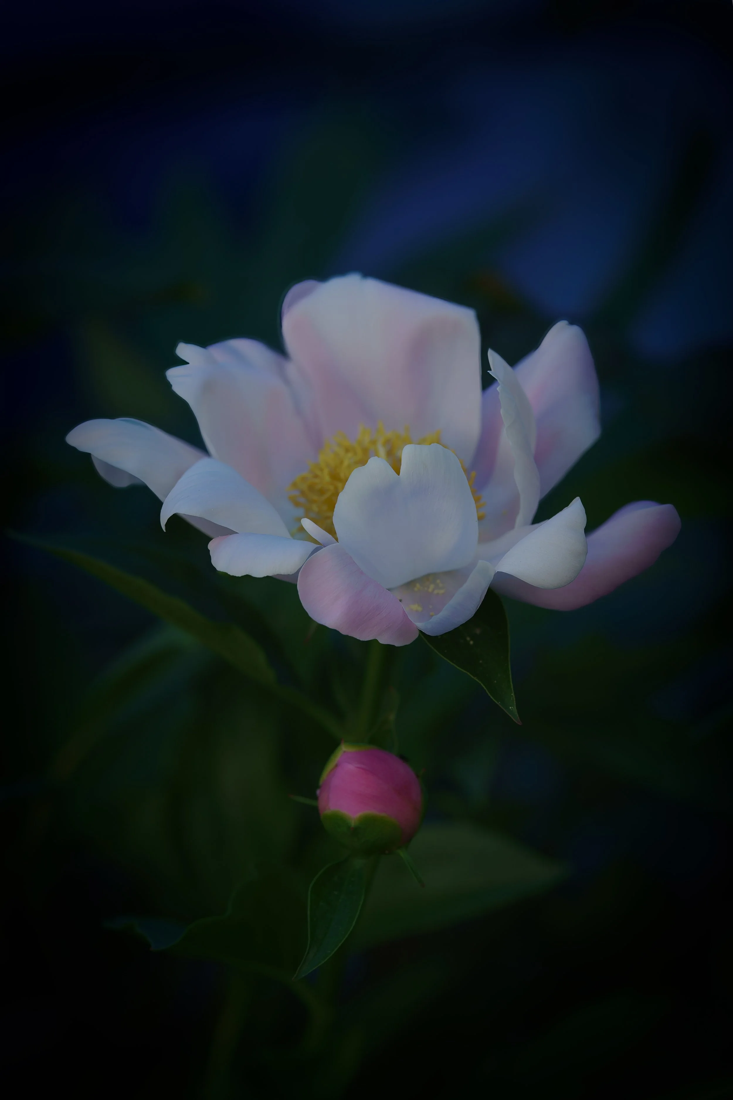 _DSC9988.jpg