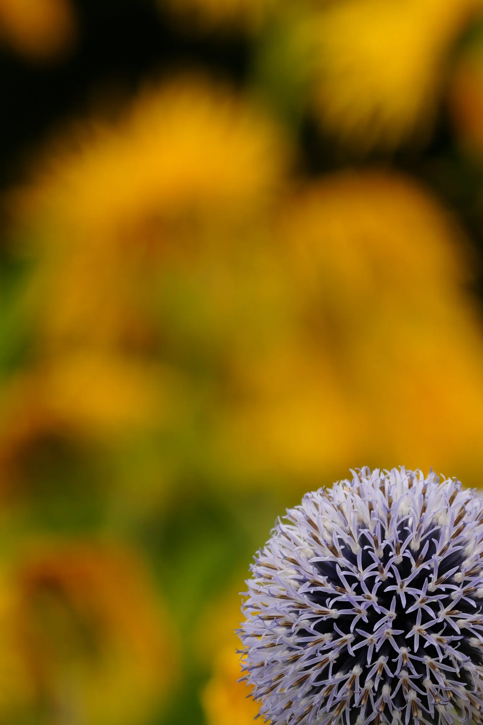 _DSC1276.1.jpg