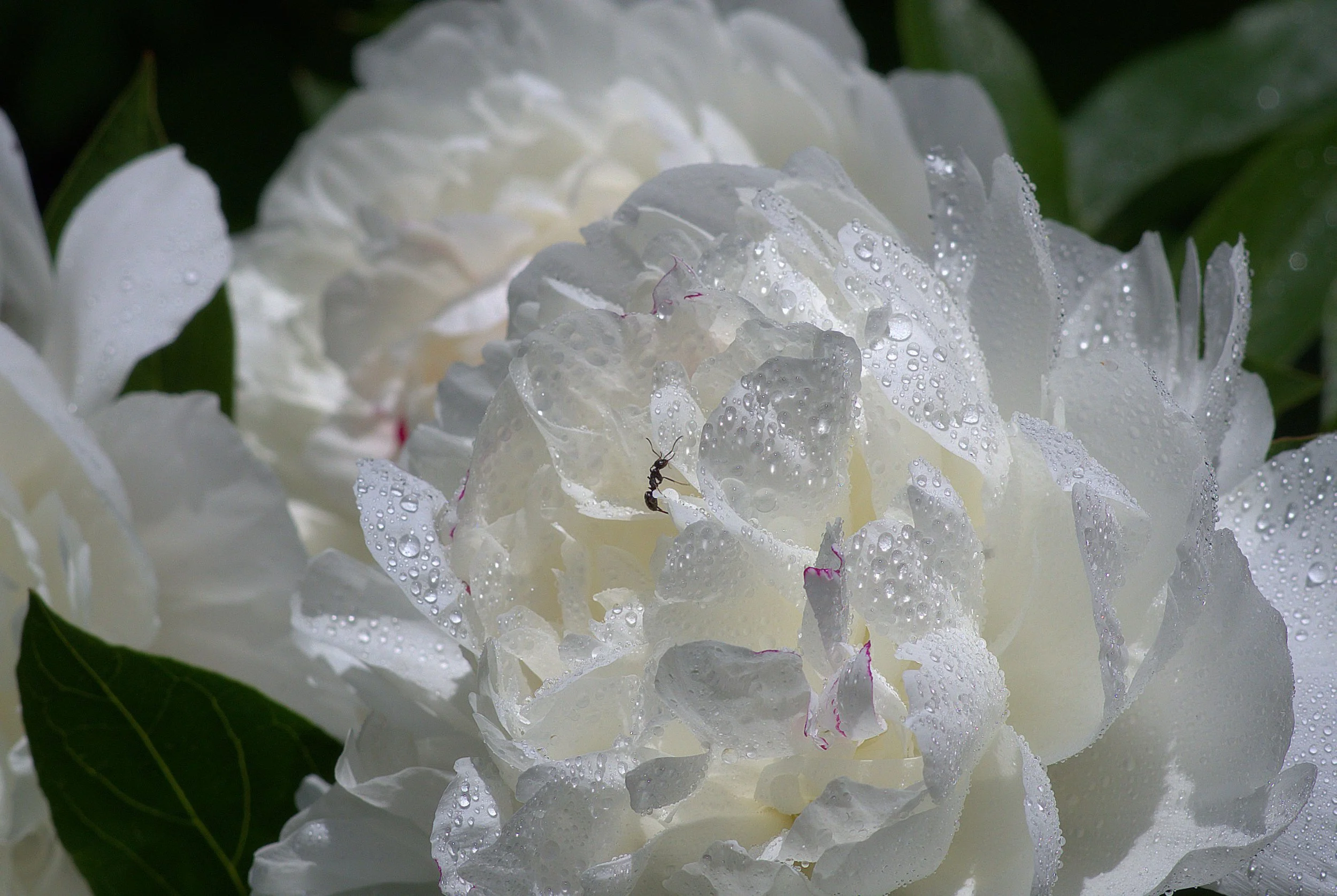 IMGP7324 -1.jpg