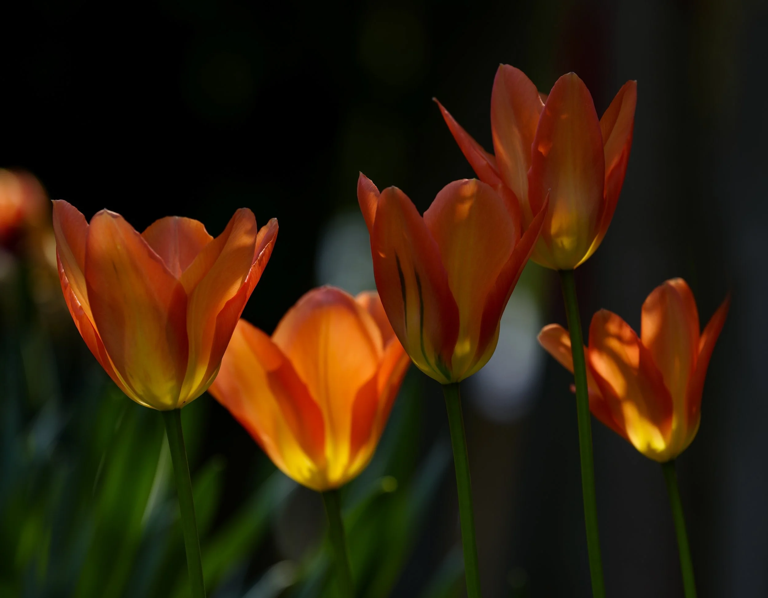 _DSC0416 copy.jpg