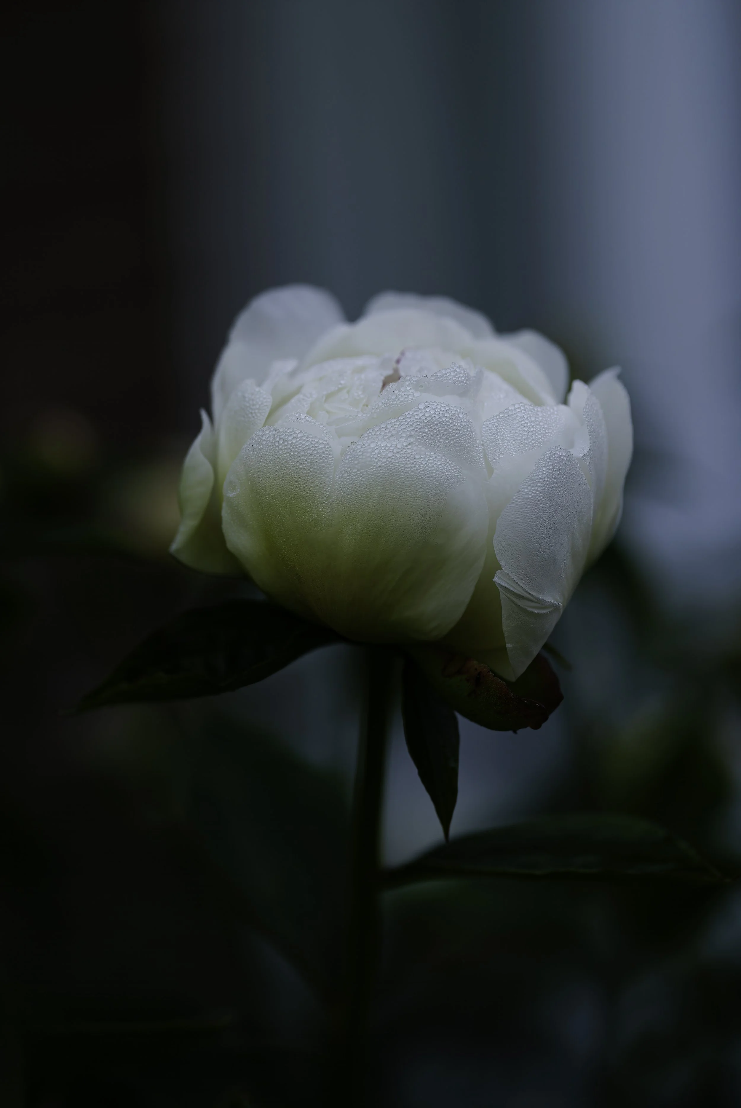 File 10203.jpg