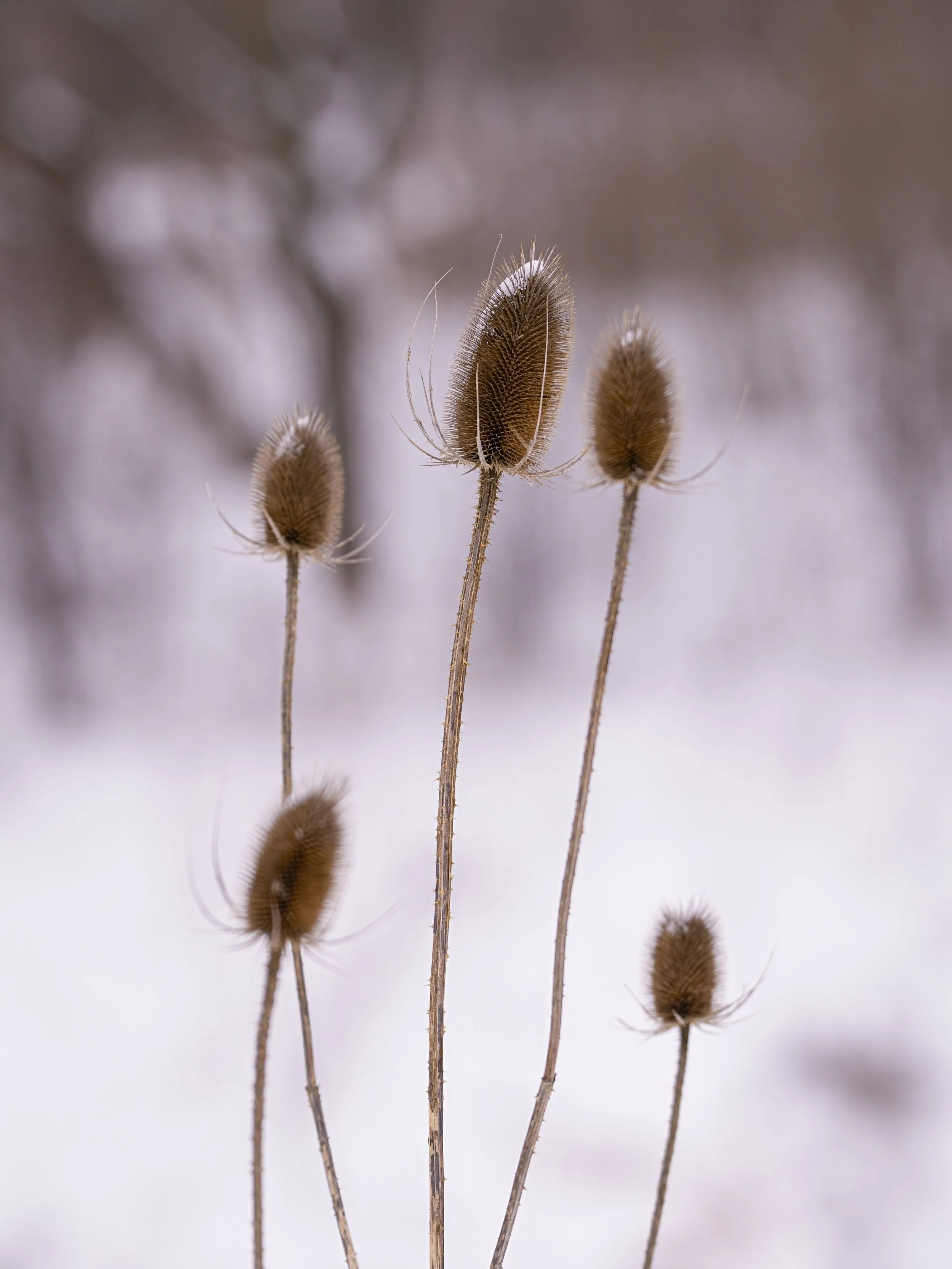 _DSC9990.1.jpg