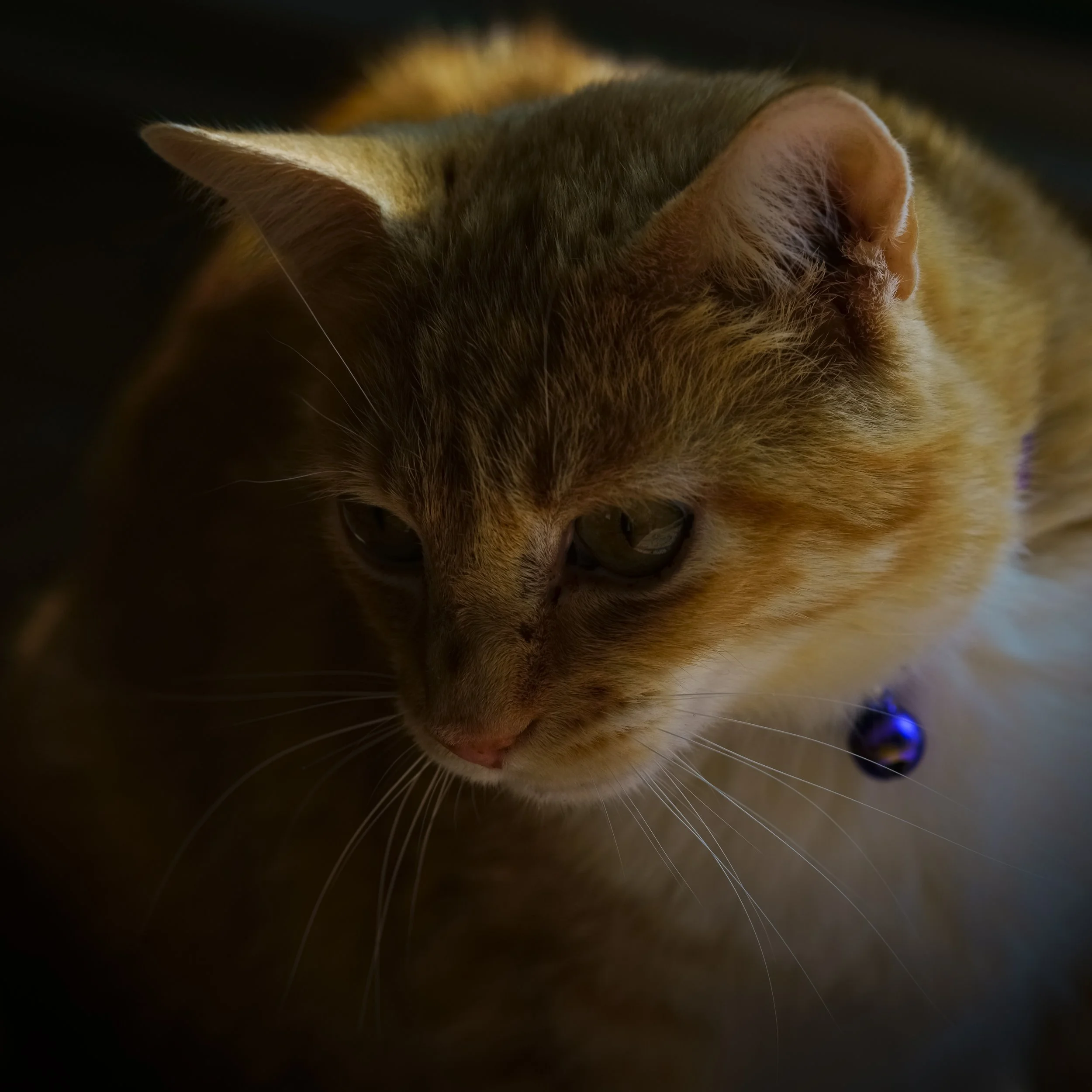 DSC1592