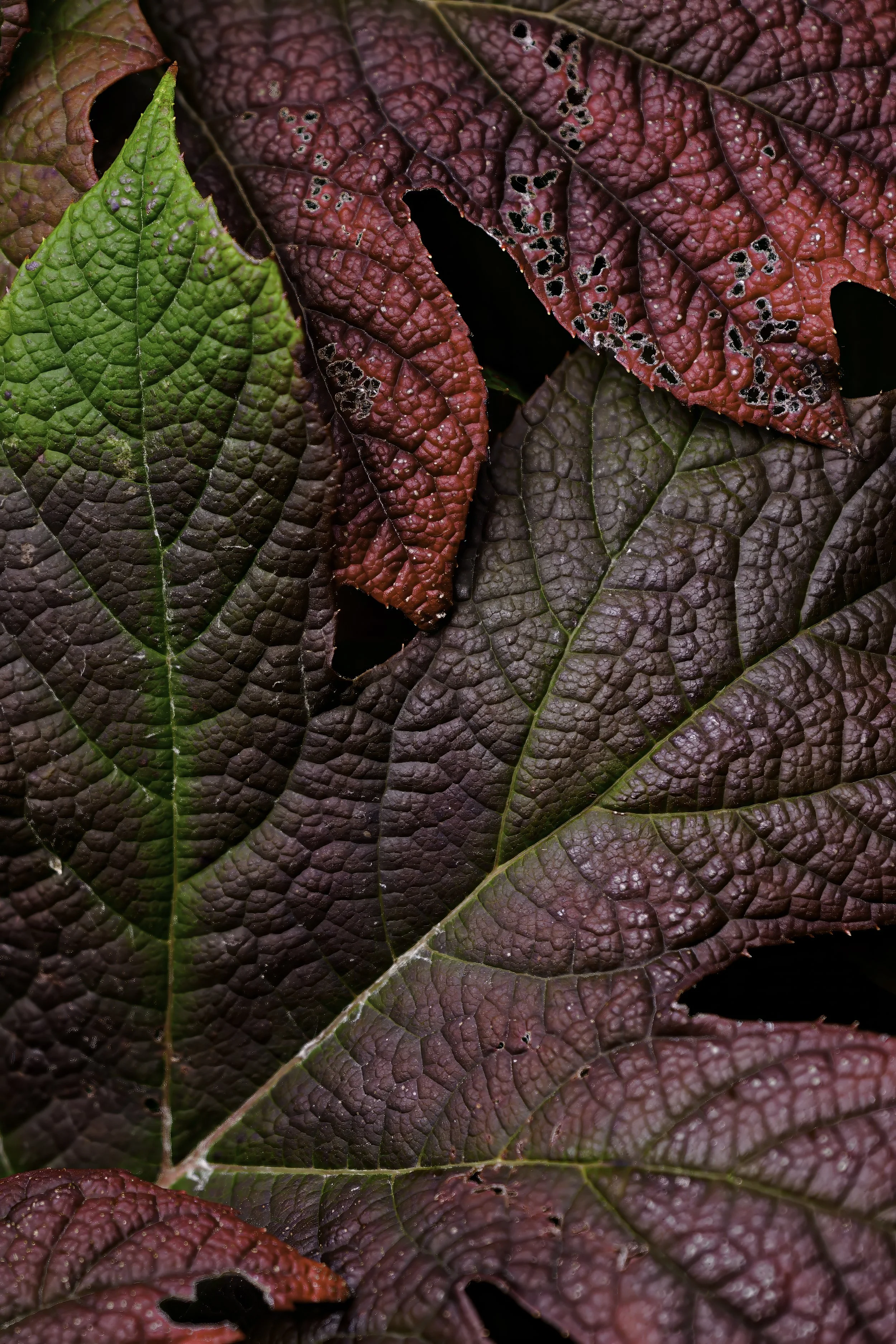 _DSC6760-Edit.jpg