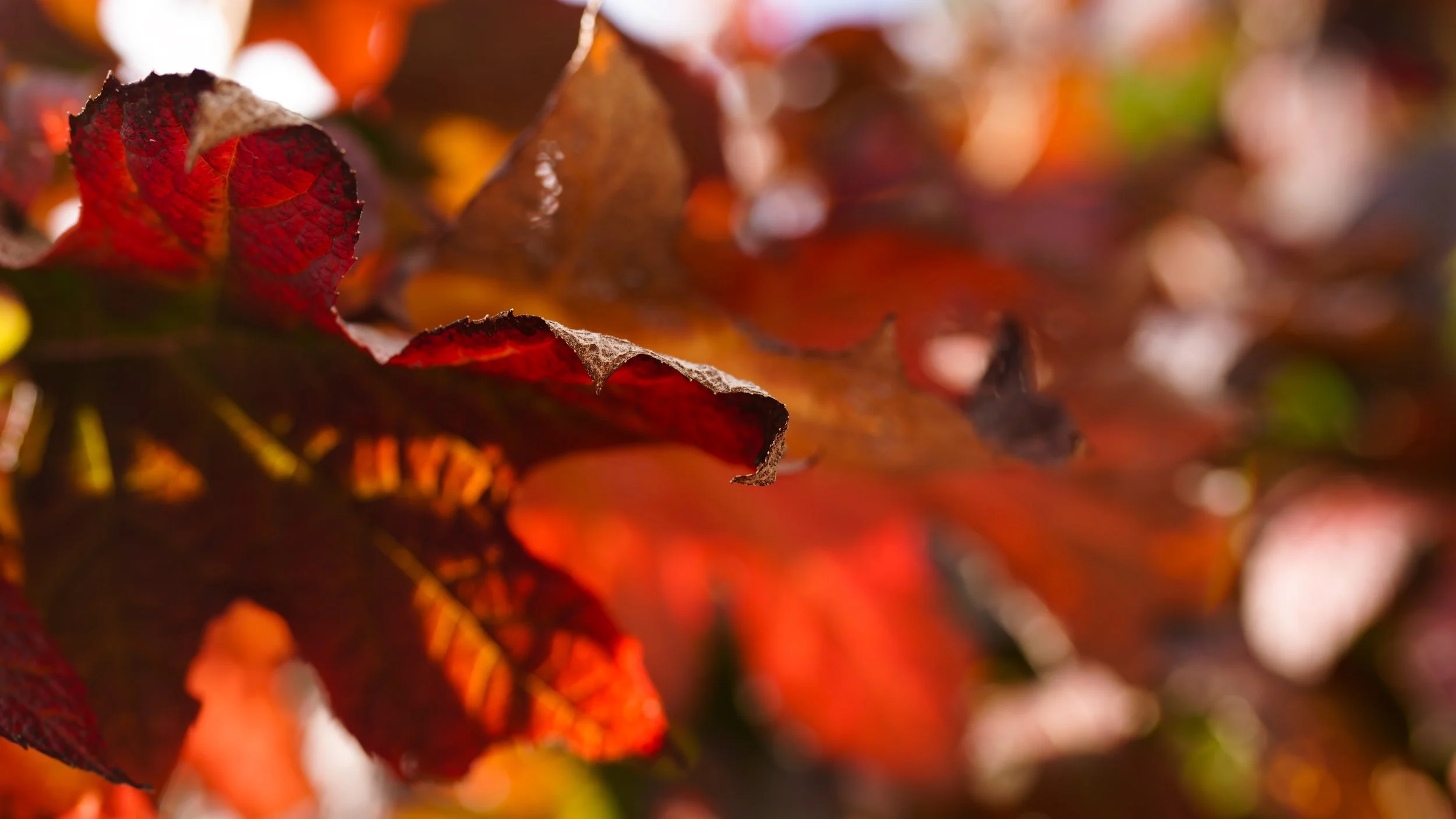 _DSC6876.jpg