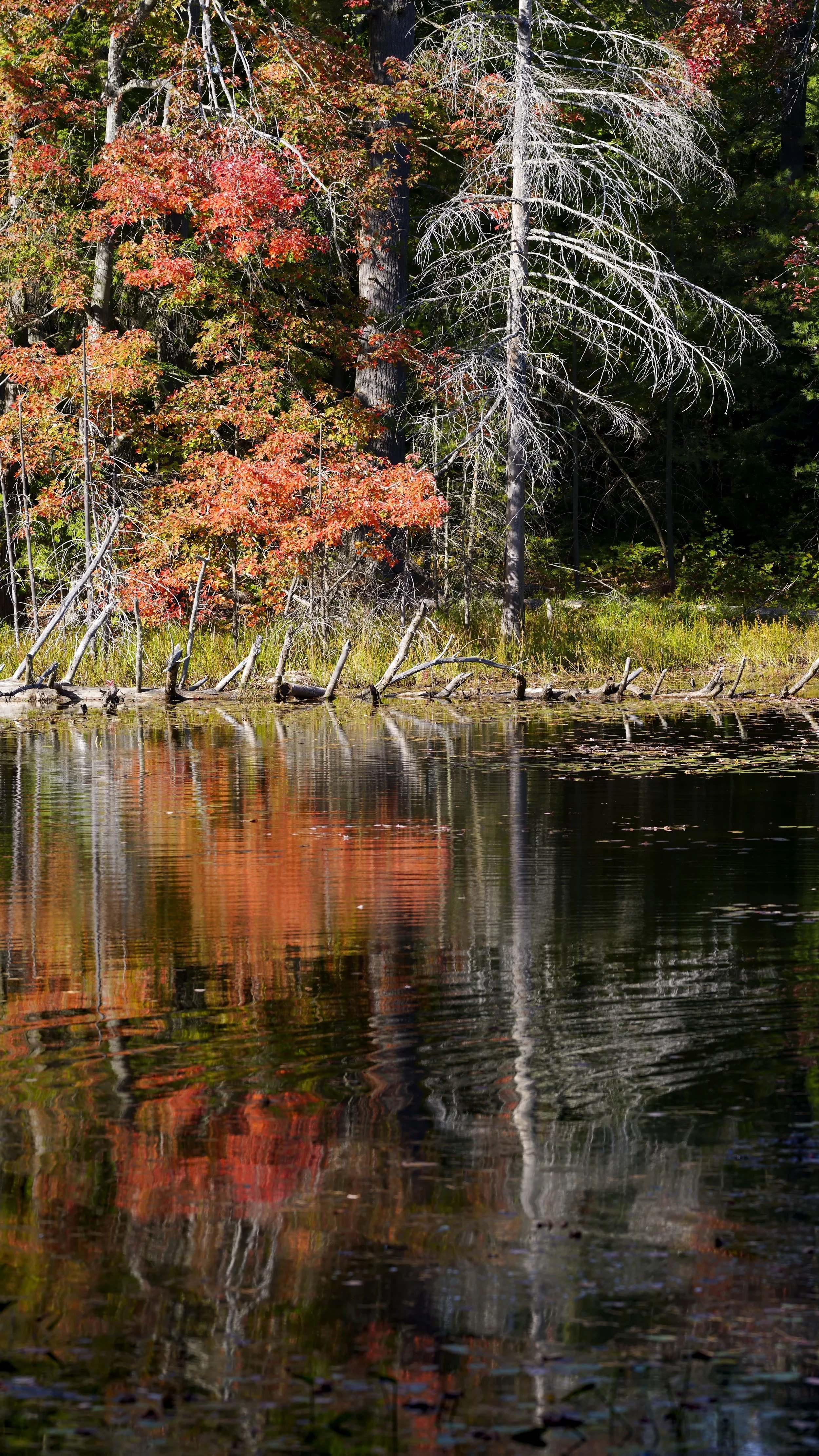 _DSC8858.jpg