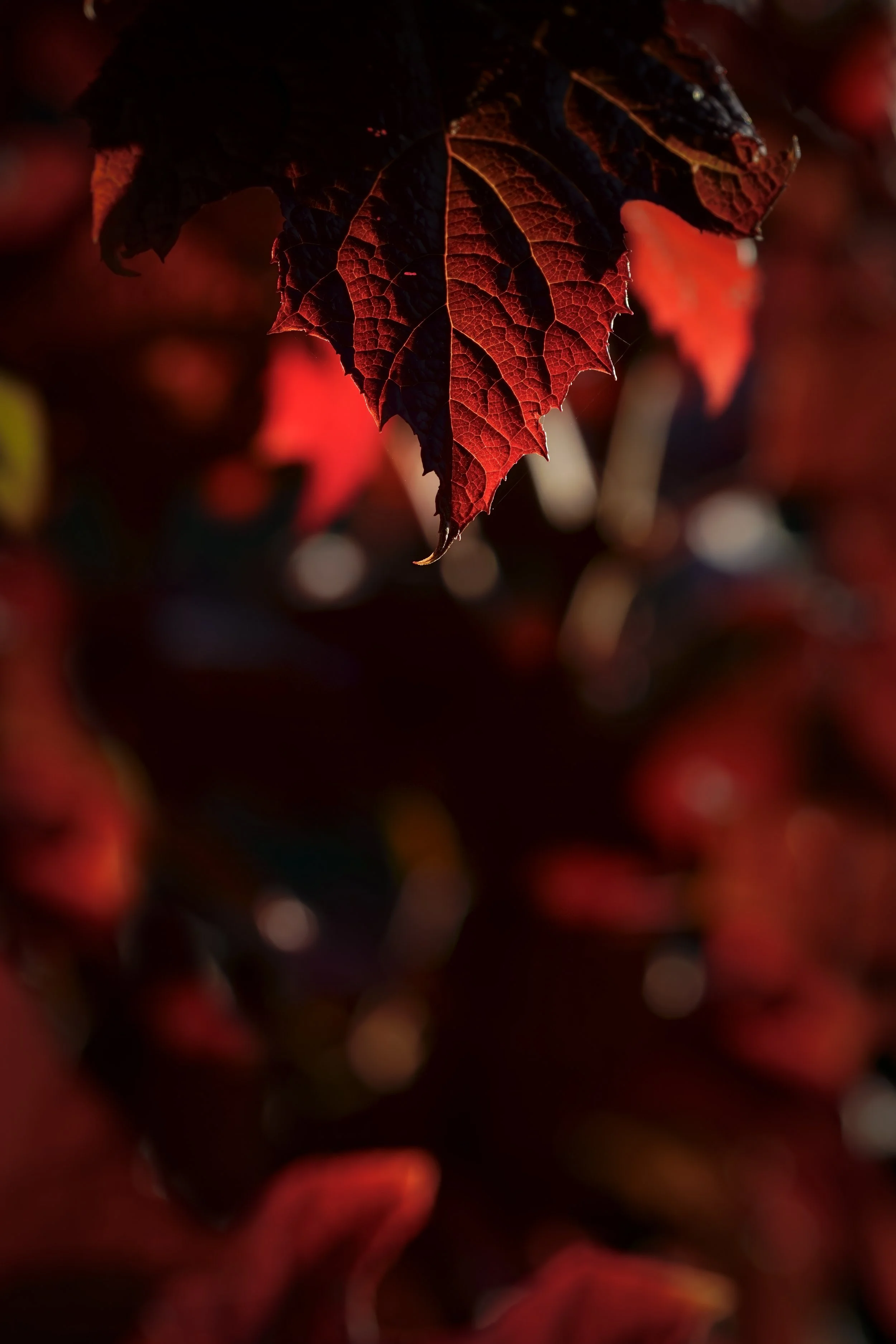 _DSC9622.jpg