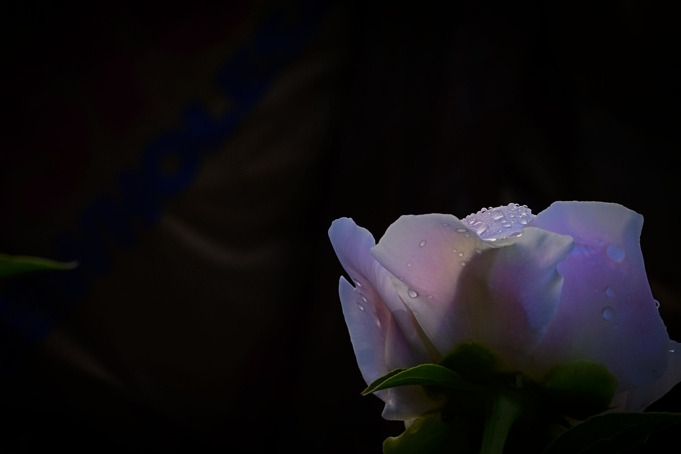 _DSC8678.jpg