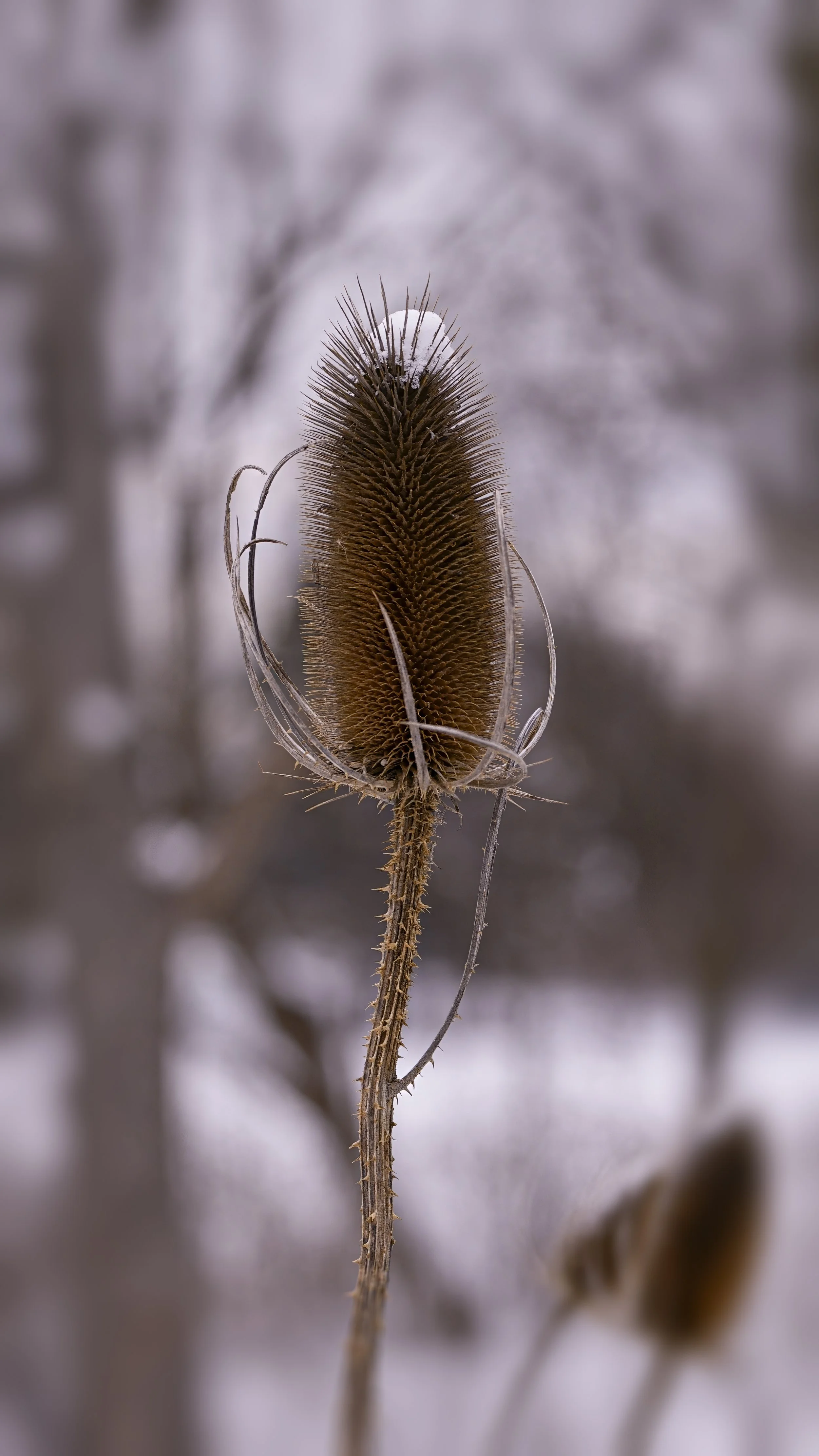 _DSC9989.jpg