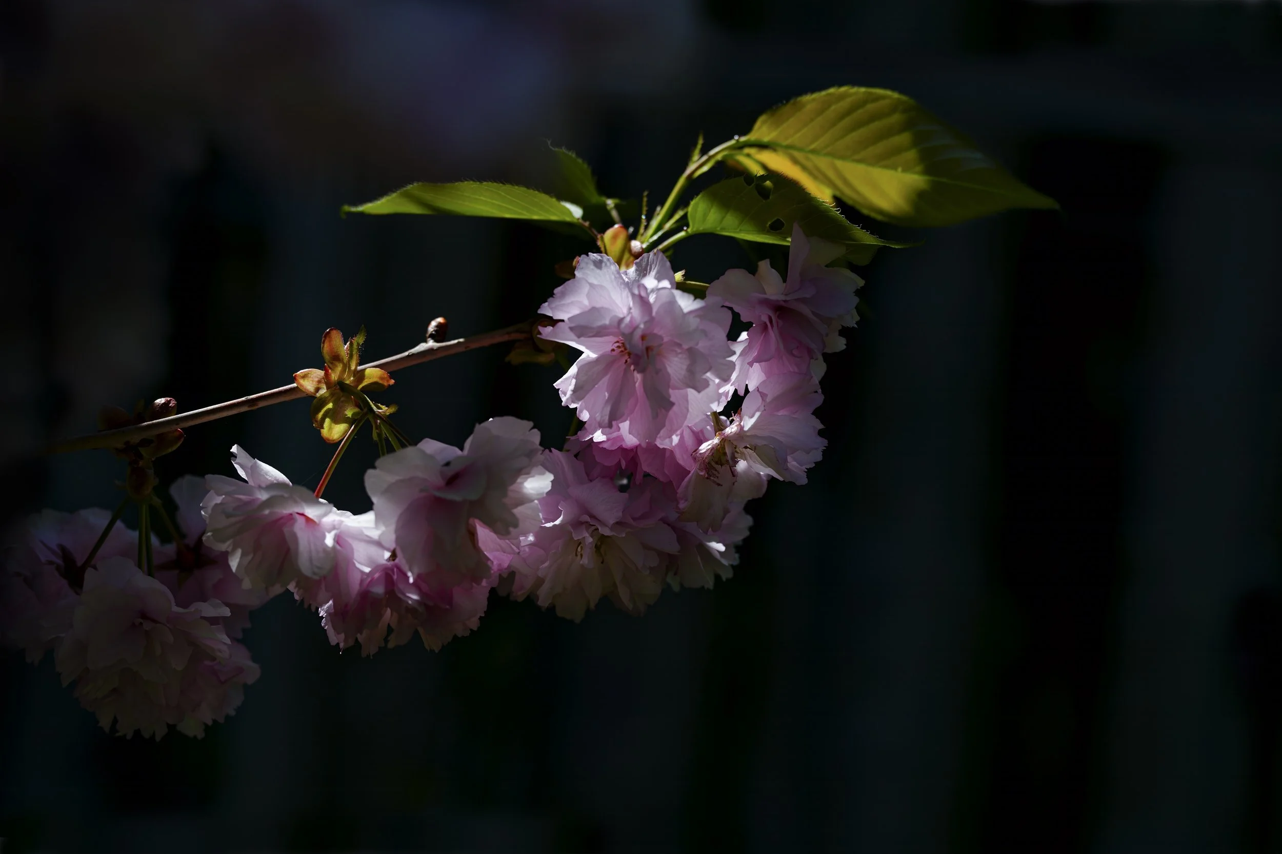 _DSC0849.1.jpg