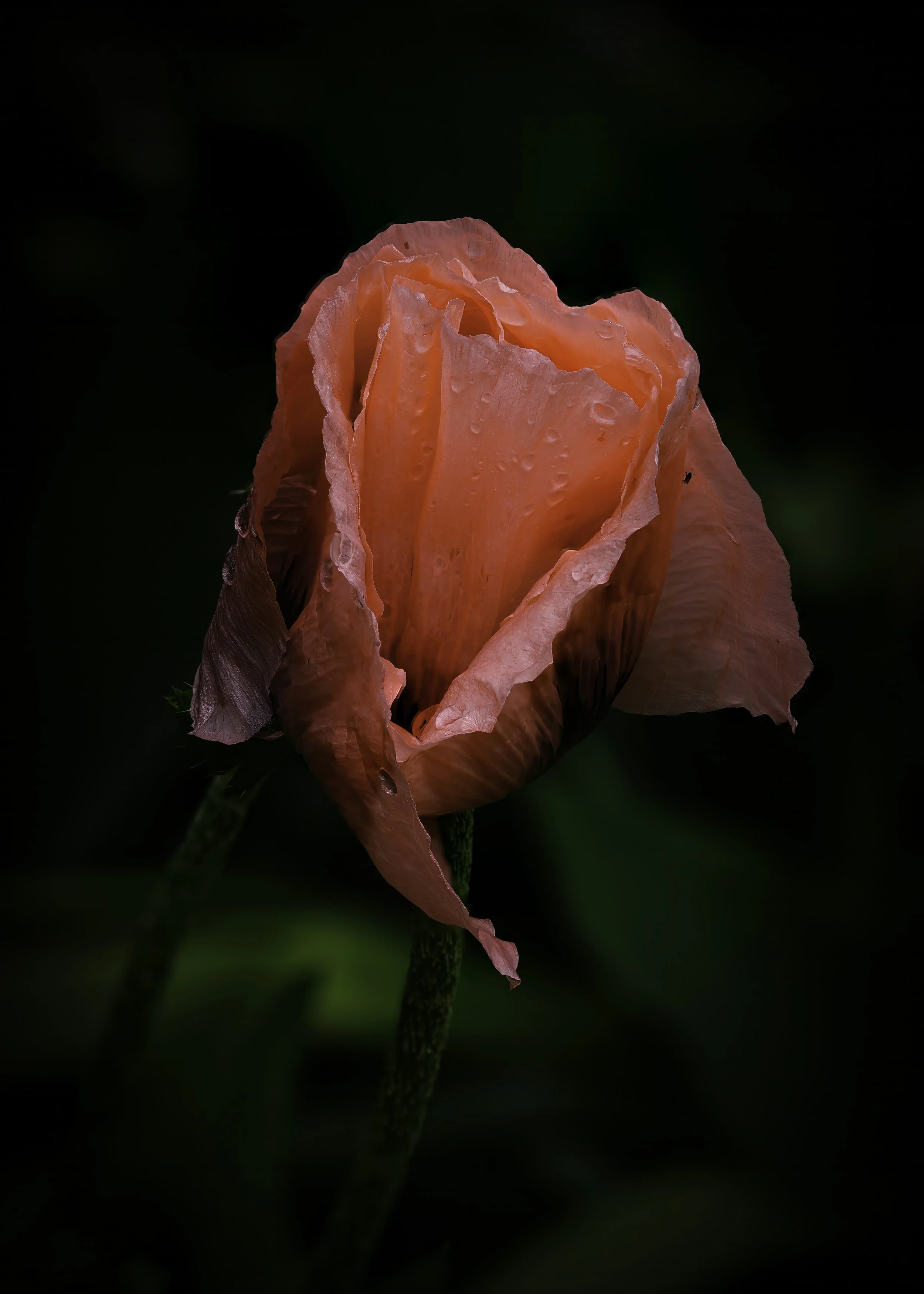 File 101039718.jpg