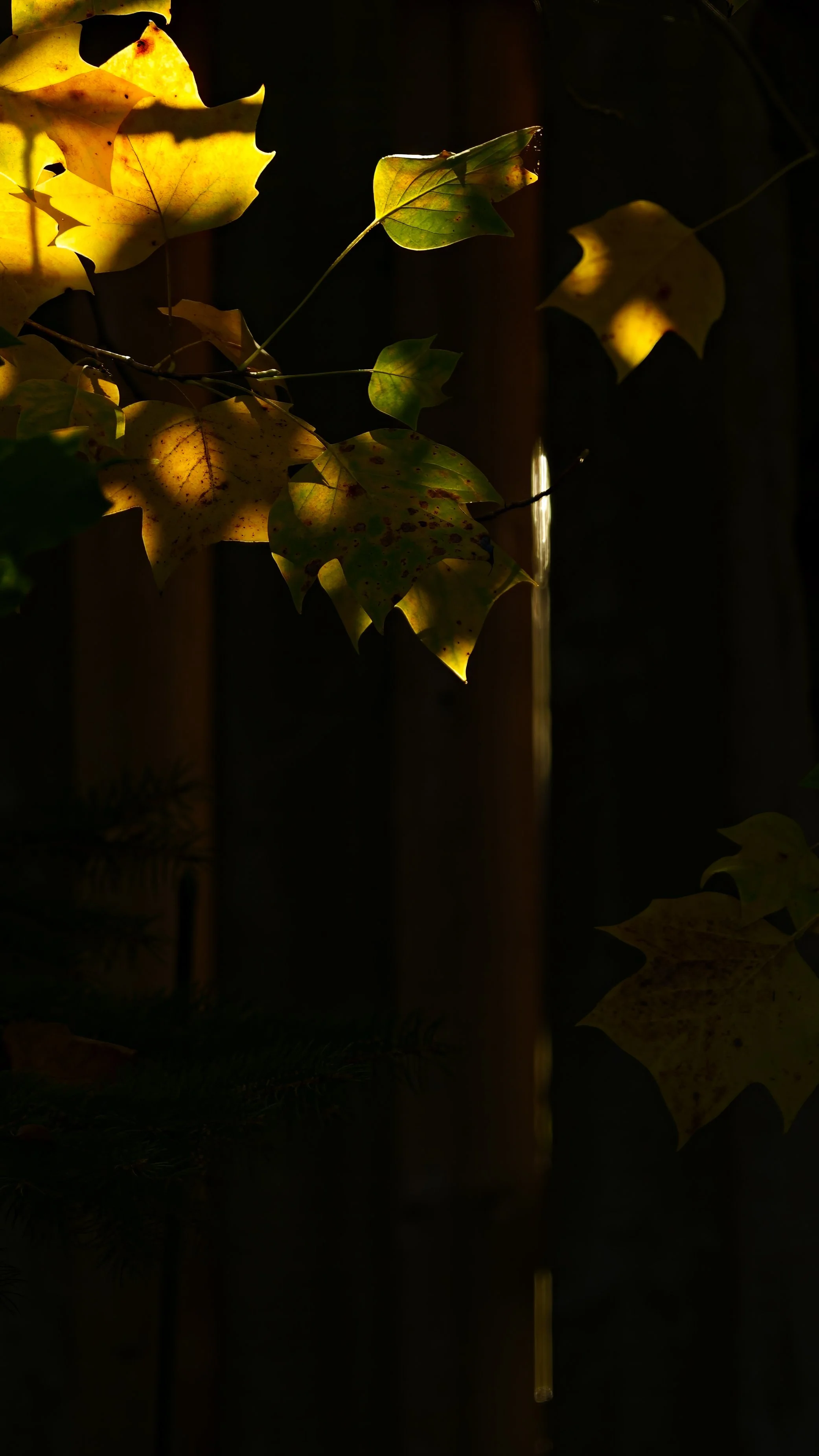 _DSC9578.jpg