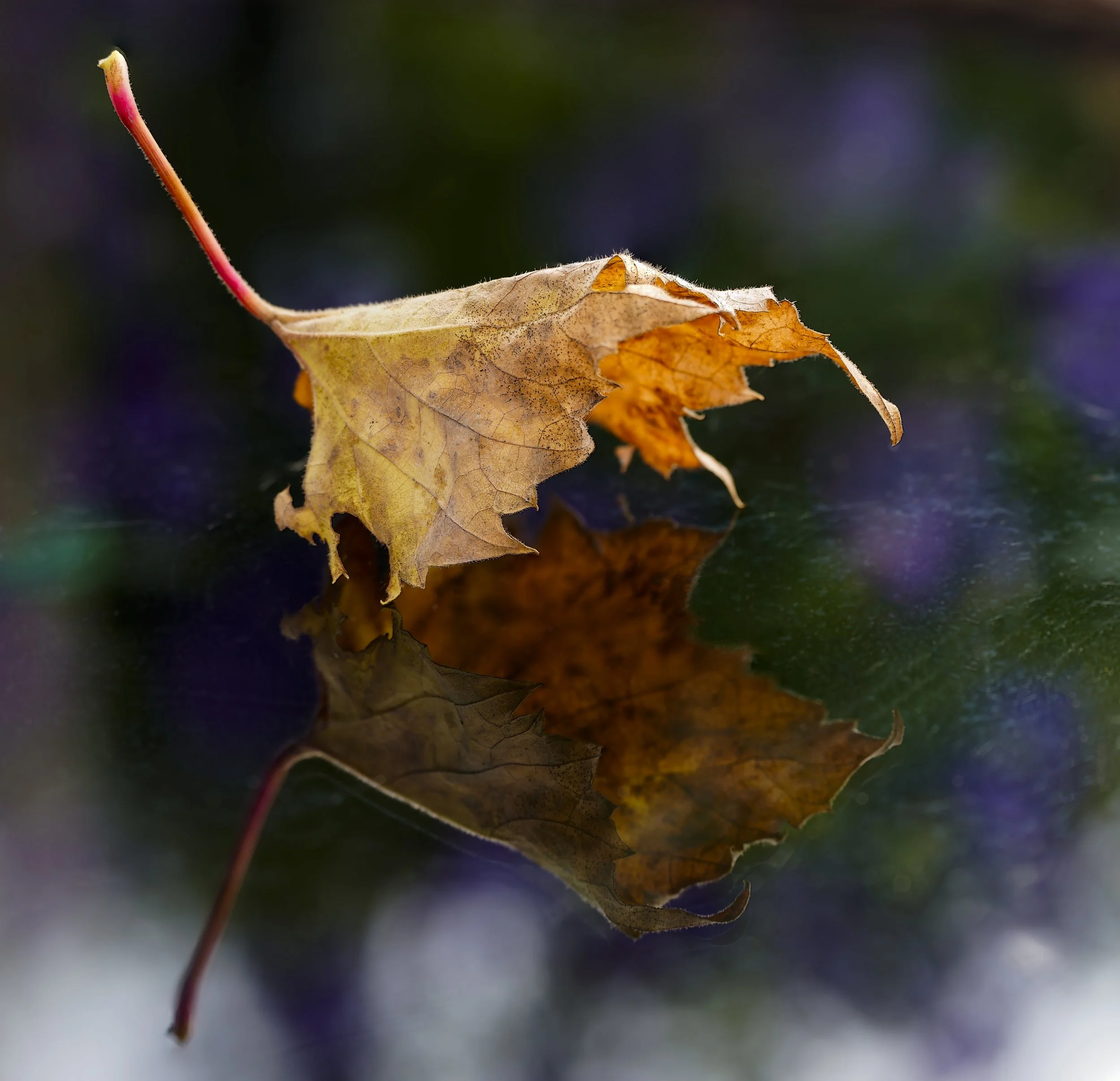 _DSC8977.1.jpg