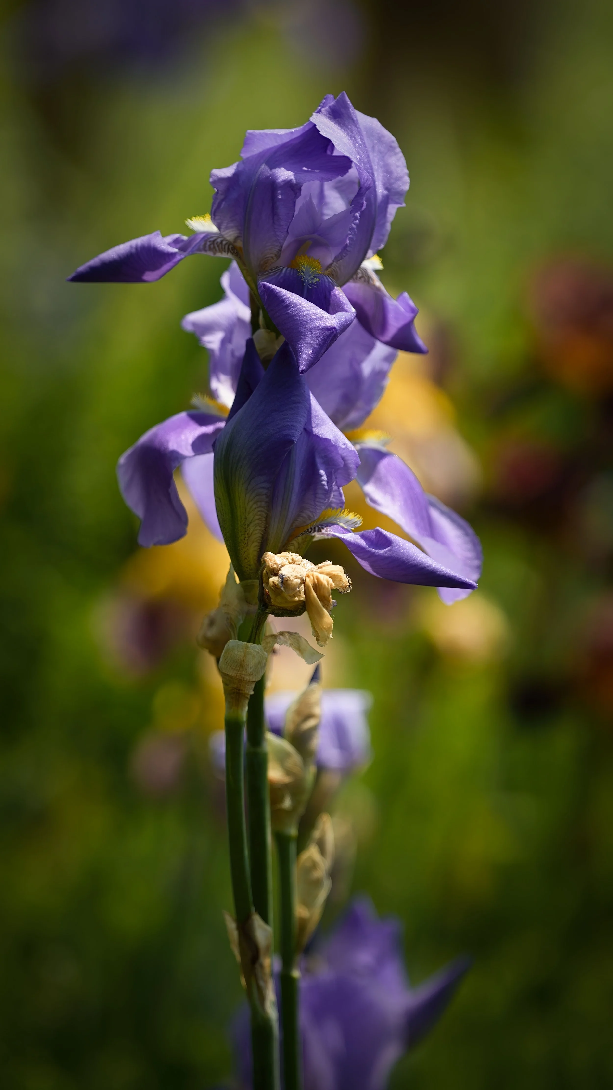 _DSC0457.1.jpg