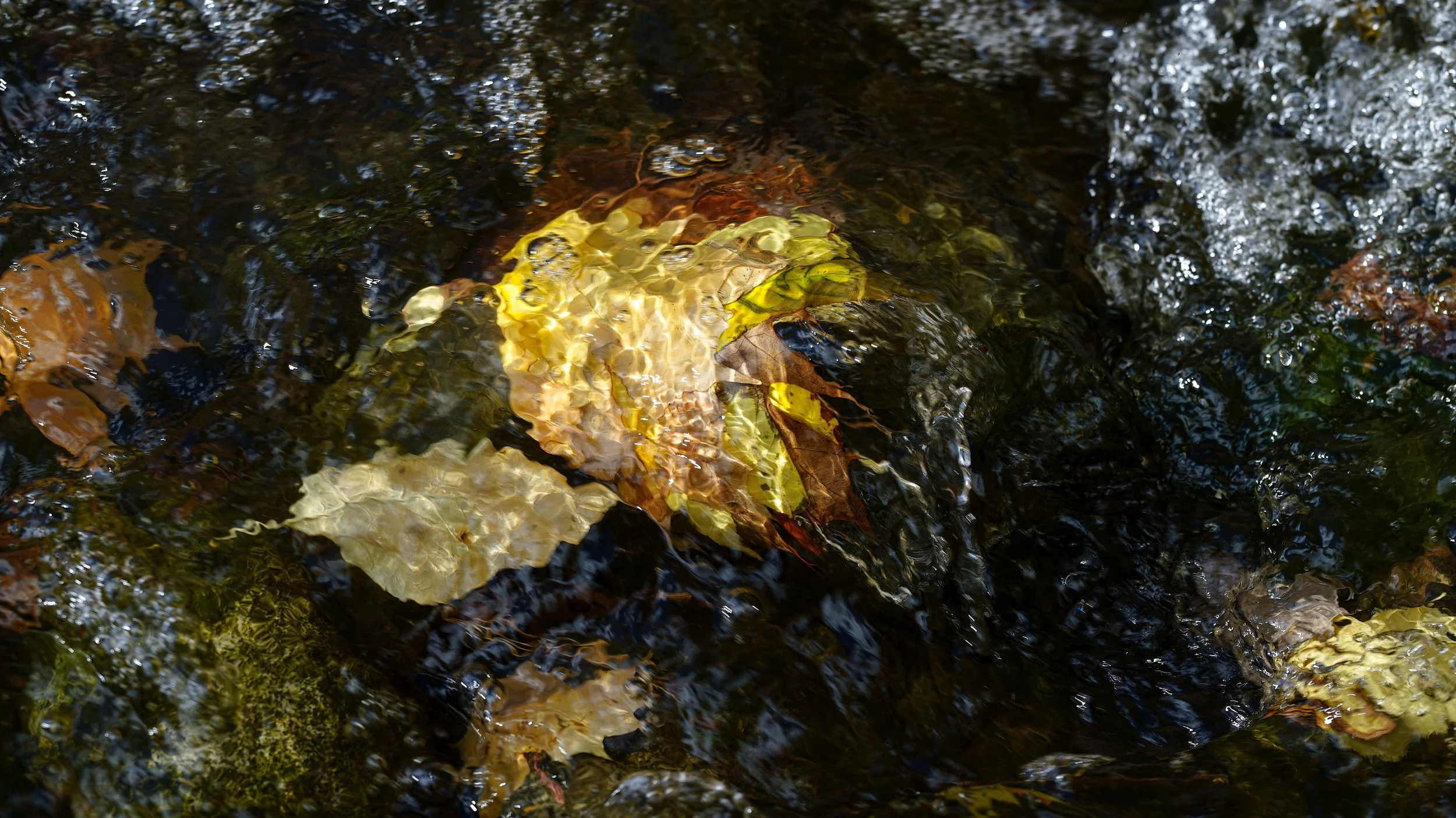 DSC9270
