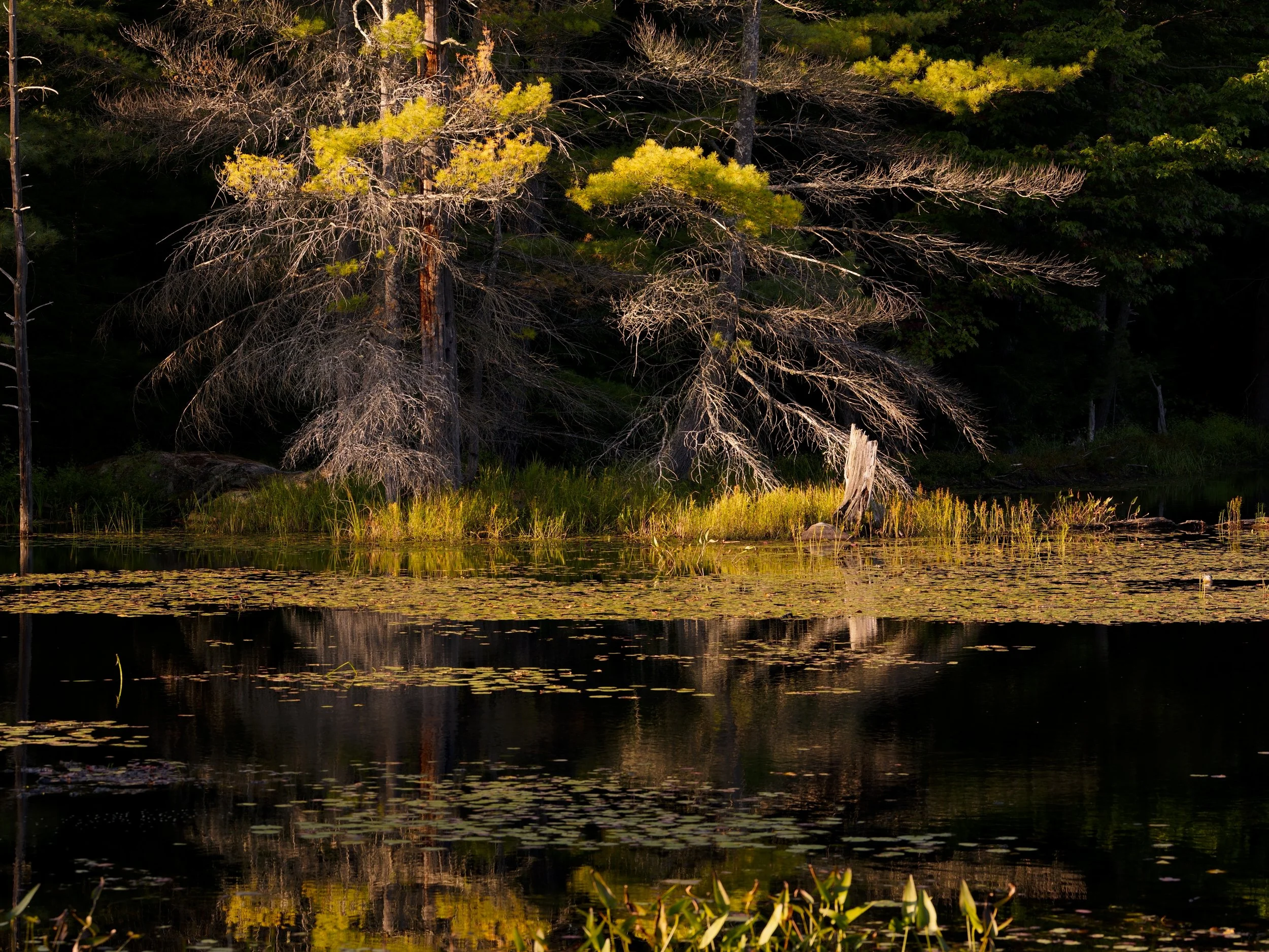 _DSC6004.jpg
