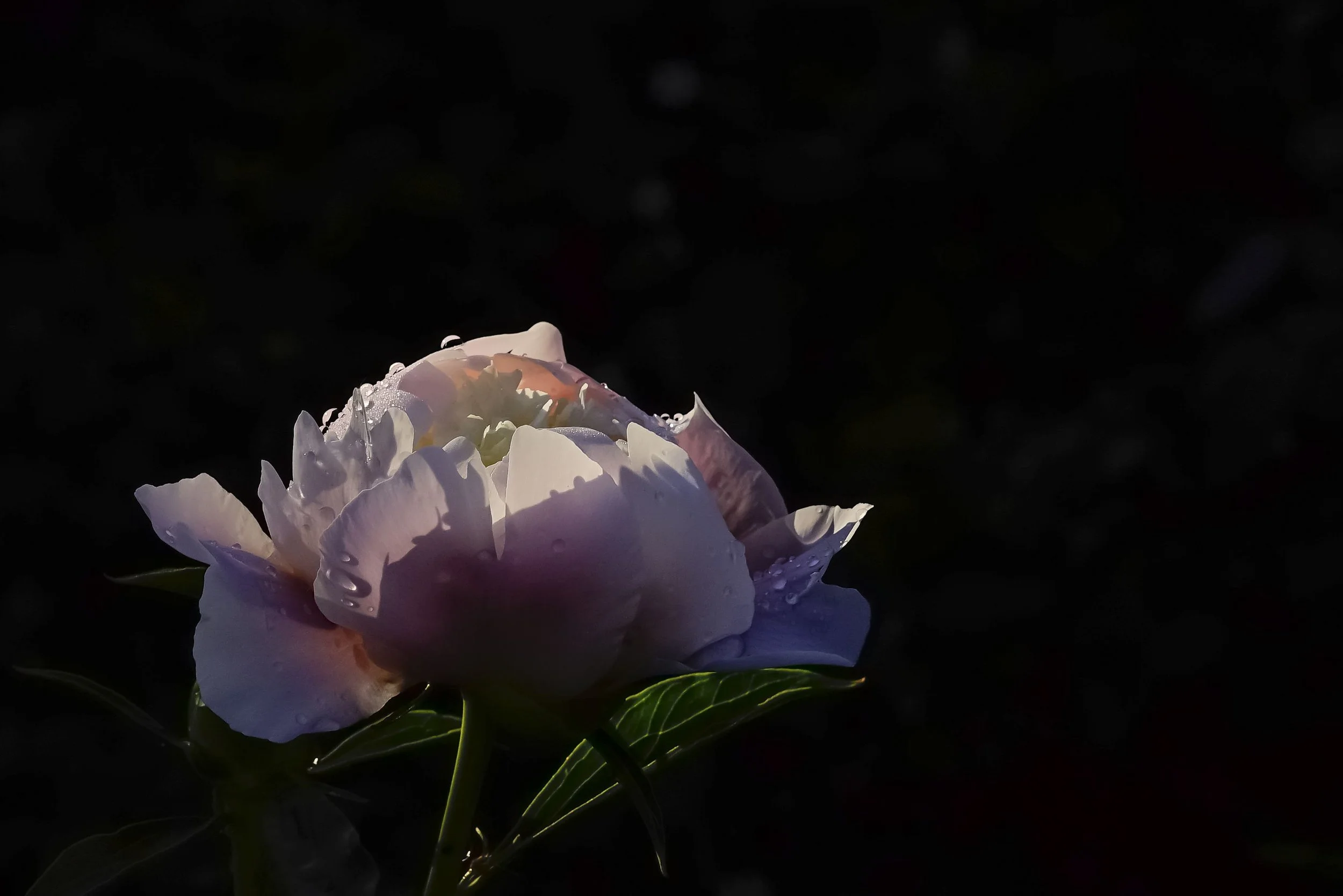 _DSC8686.jpg