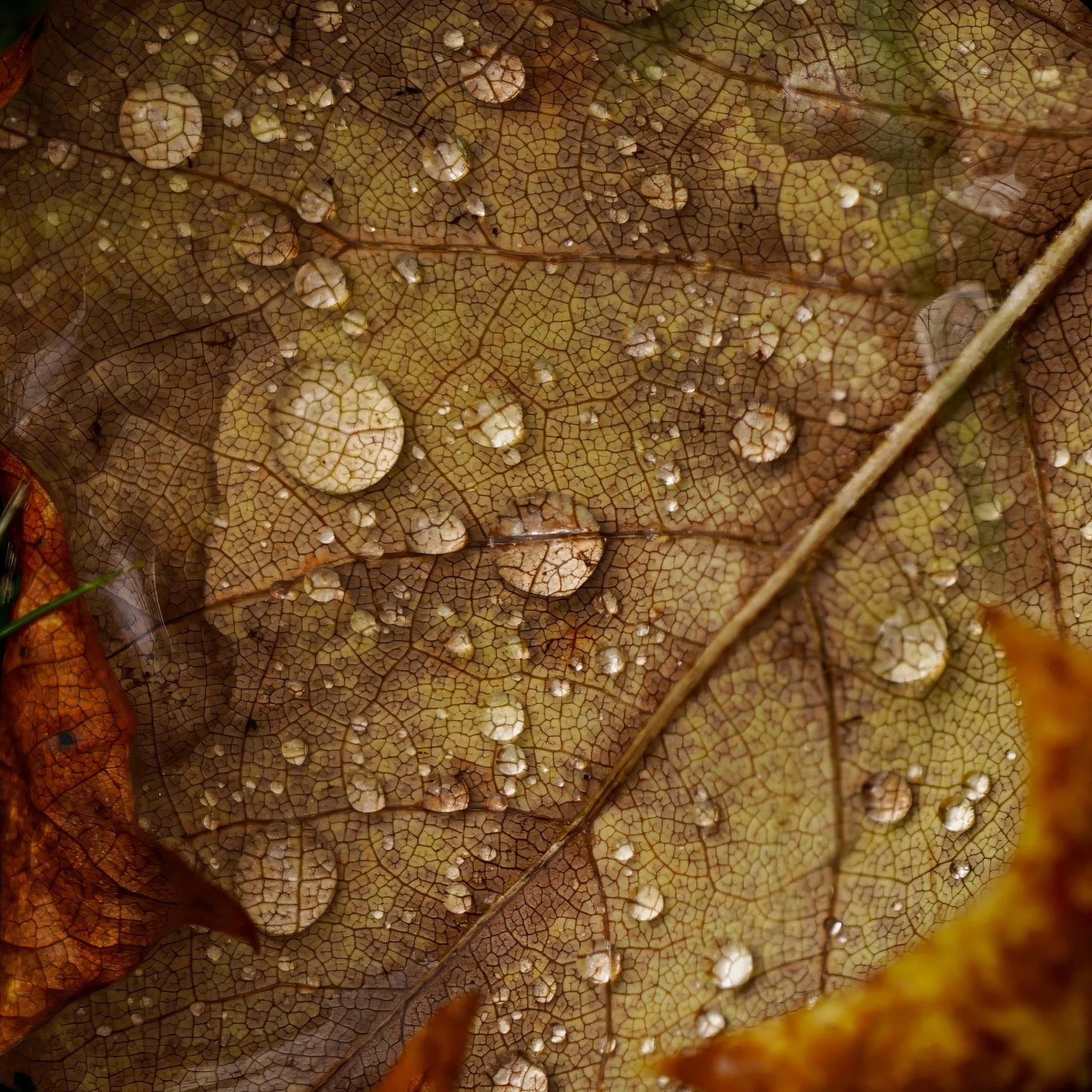 _DSC6678.jpg