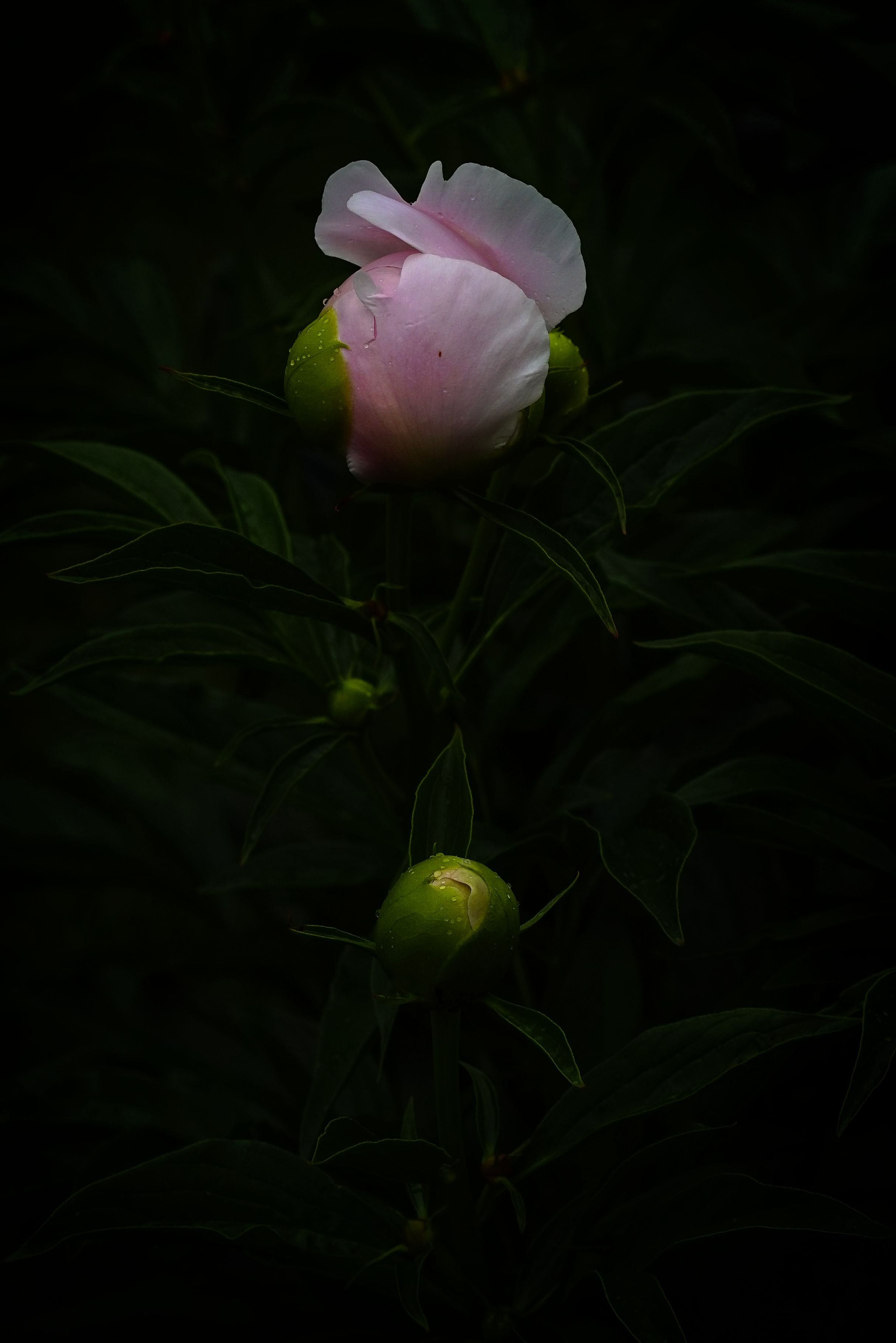 _DSC8650.jpg
