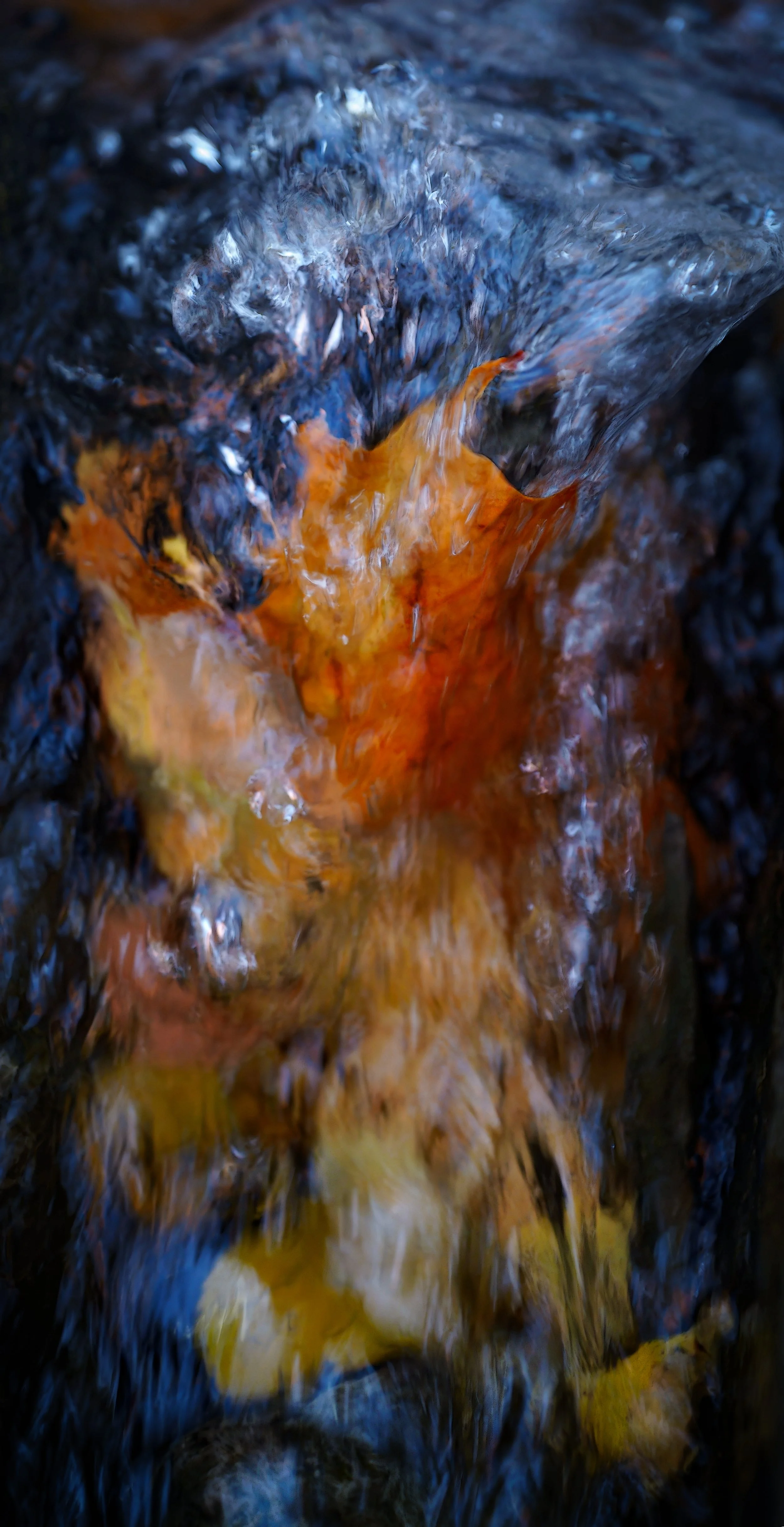 _DSC9556.jpg