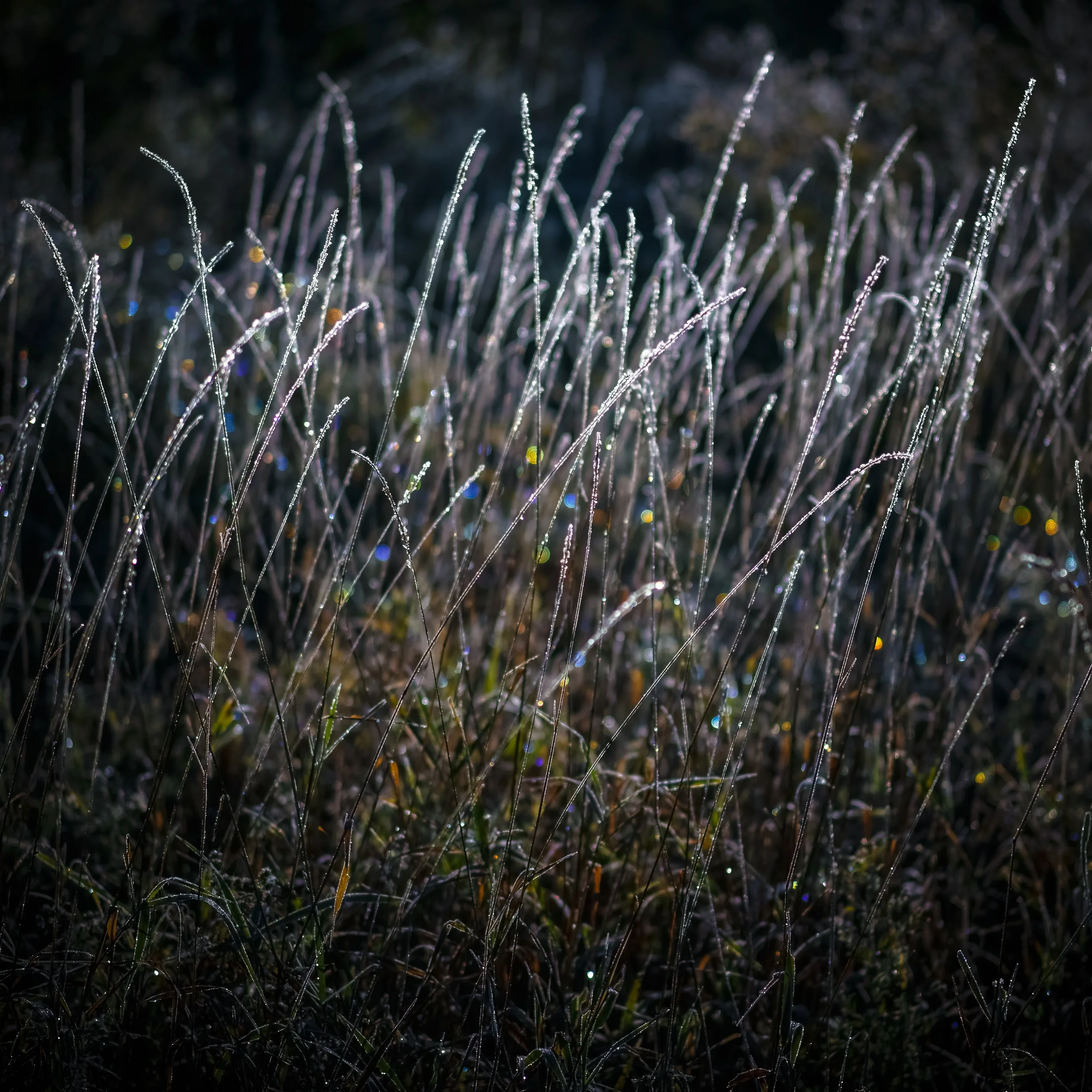 _DSC3764.jpg